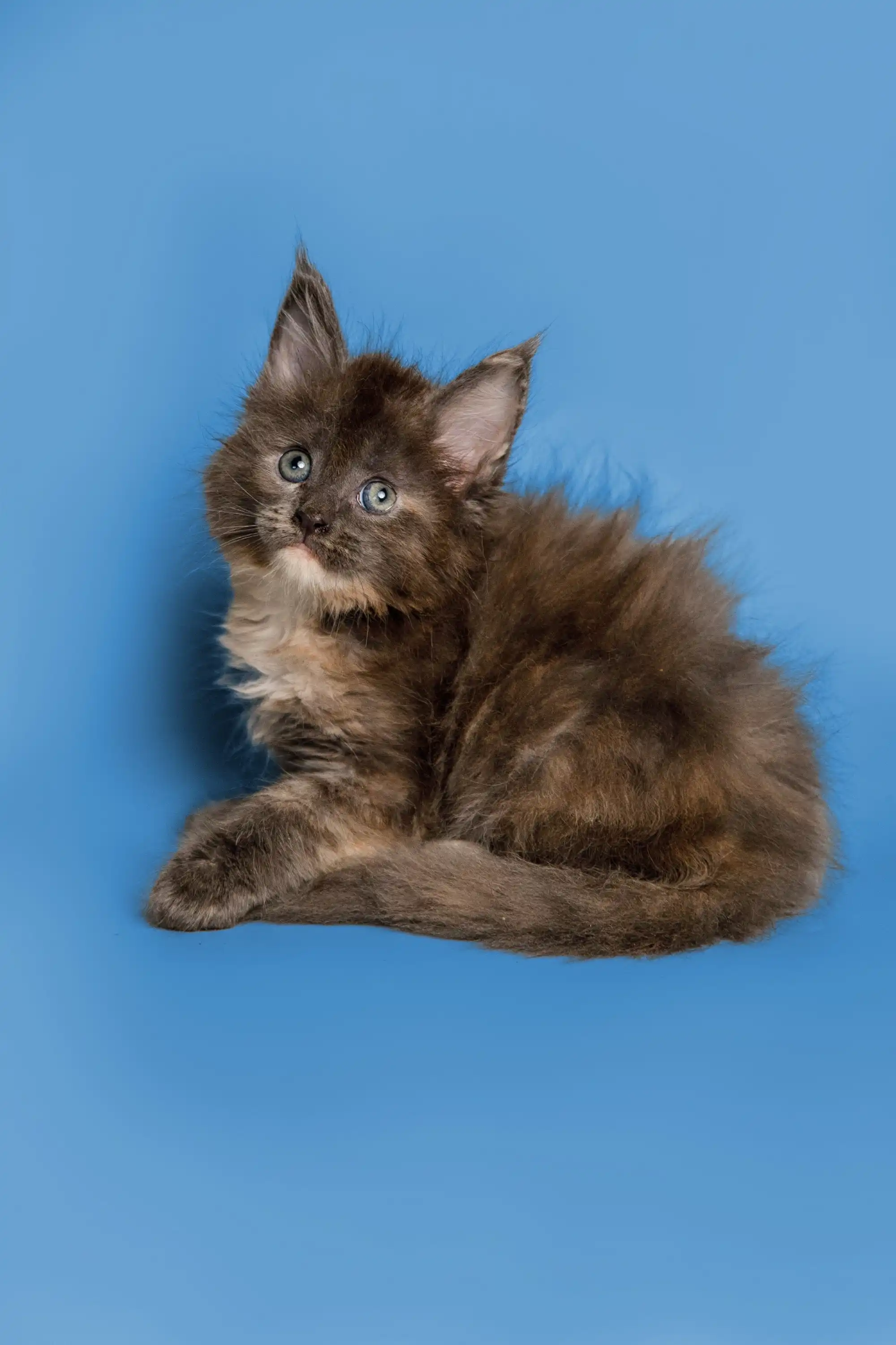 Sasha | Maine Coon Kitten - Image 38