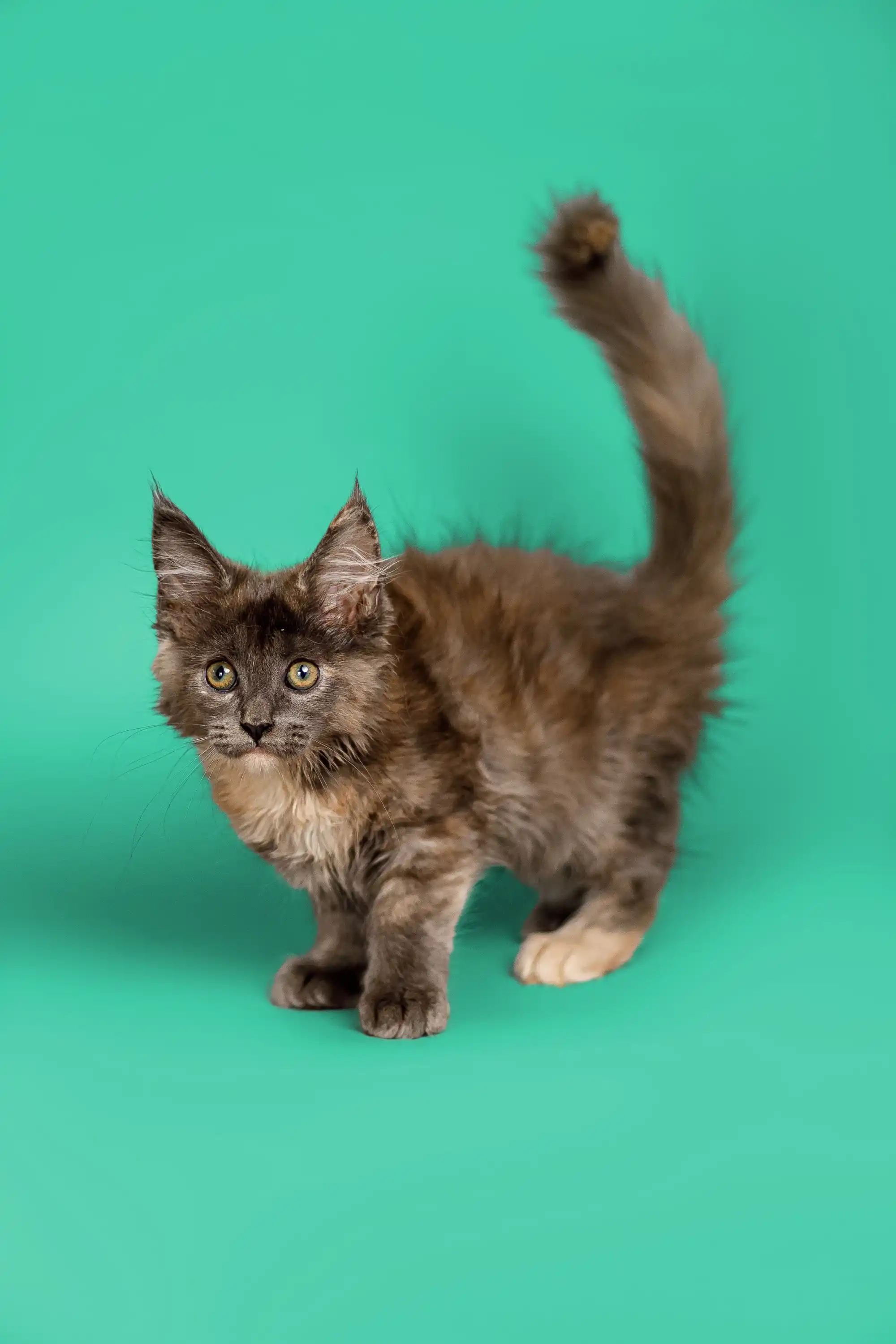 Sasha | Maine Coon Kitten - Image 5