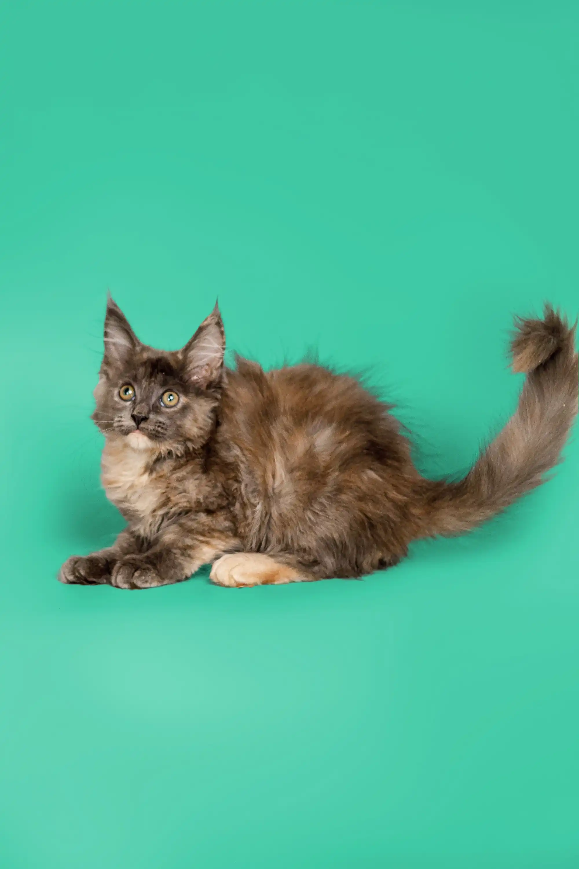Sasha | Maine Coon Kitten - Image 9