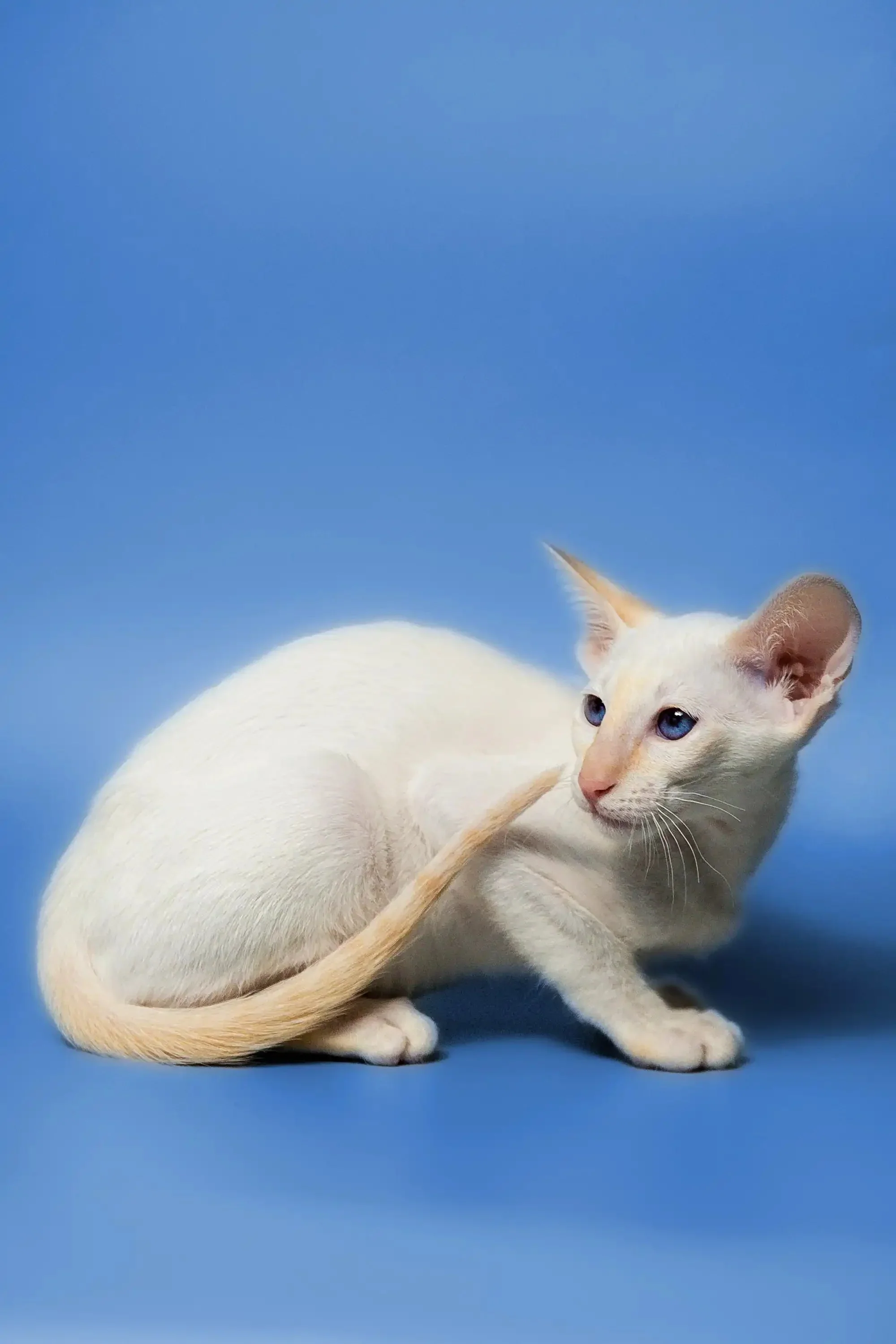 Sati | Oriental Kitten - Image 4