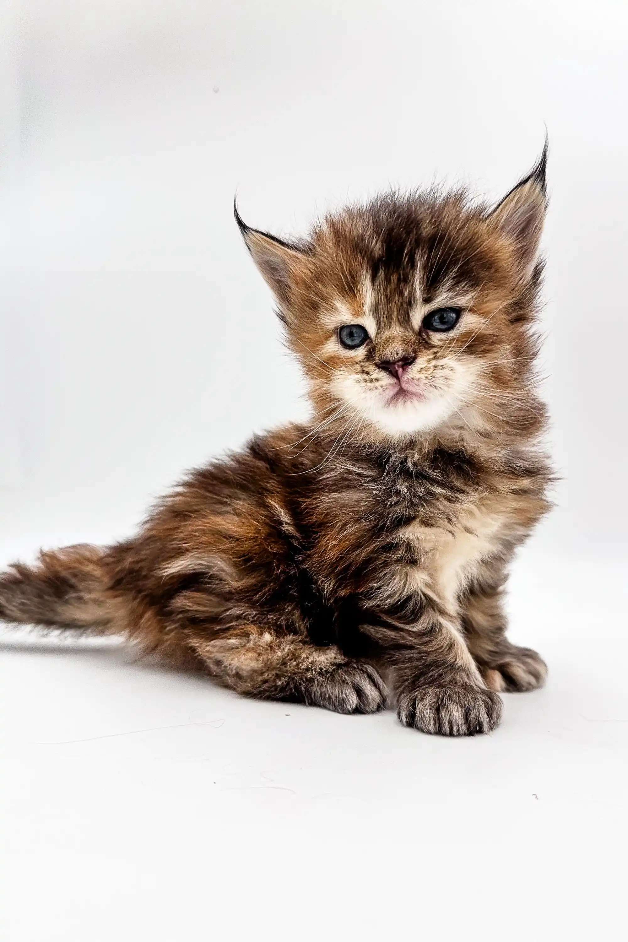 Savanna | Polydactyl Maine Coon Kitten - Image 2