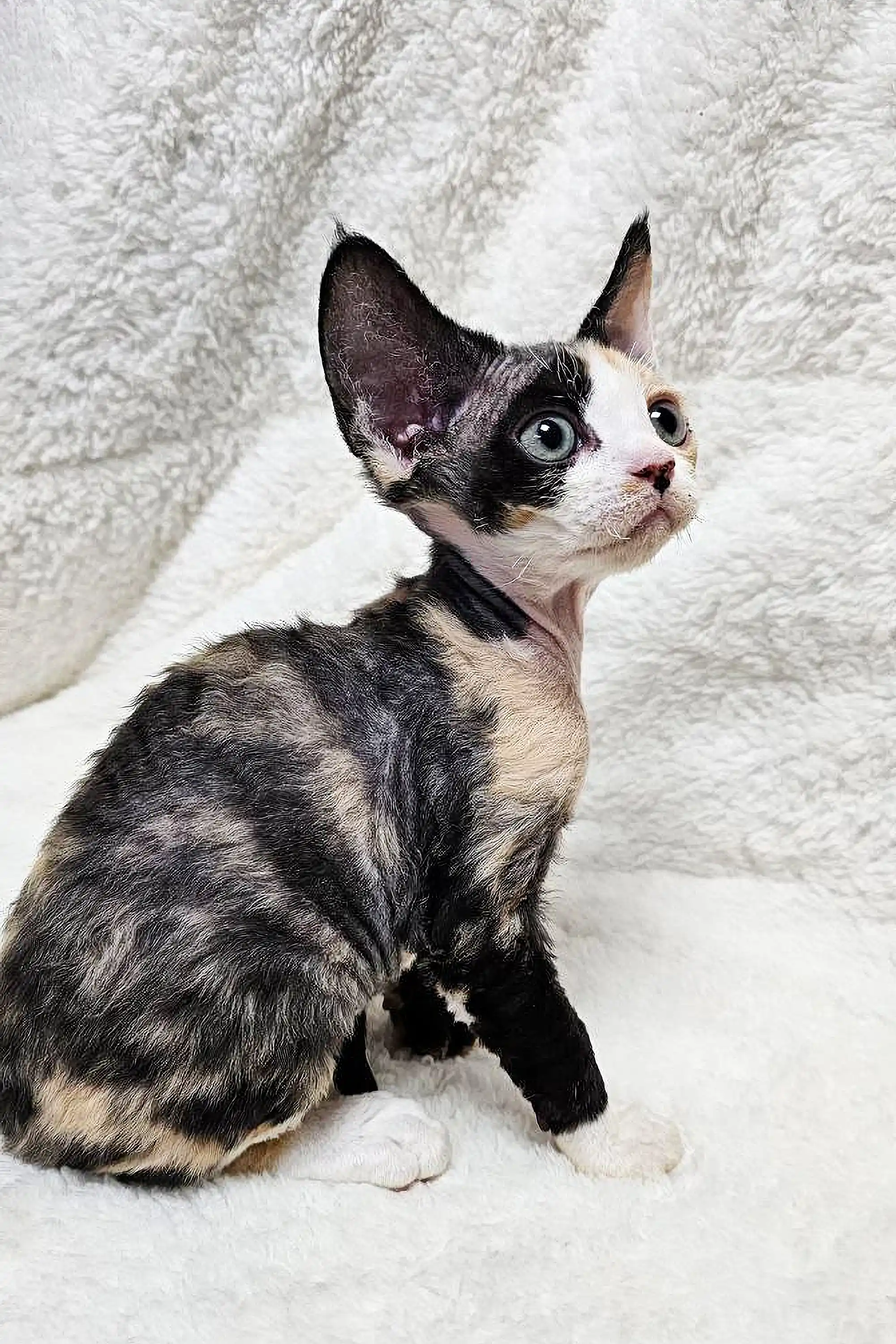 Scarlett | Devon Rex Kitten - Image 3