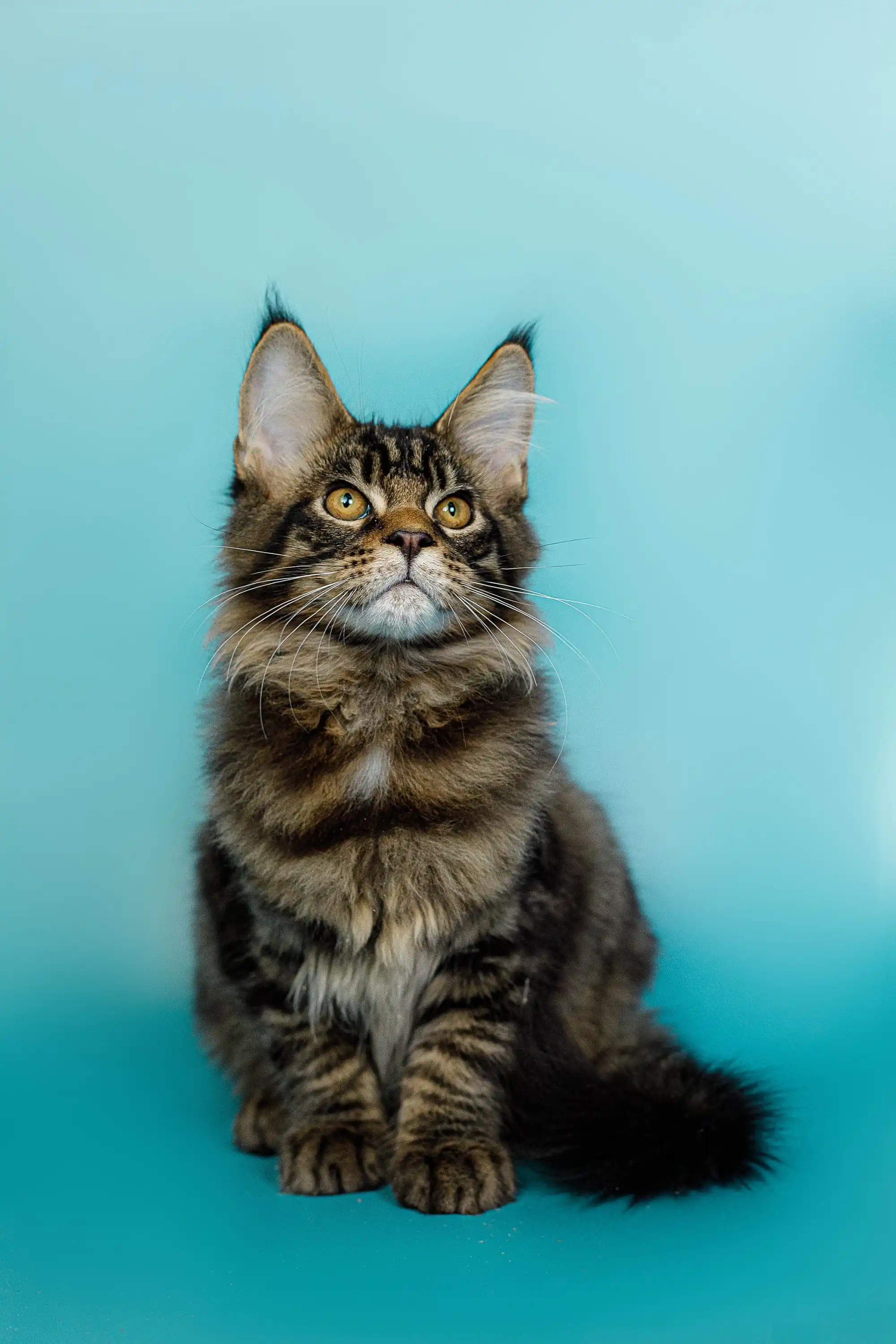 Seamus | Maine Coon Kitten - Image 2