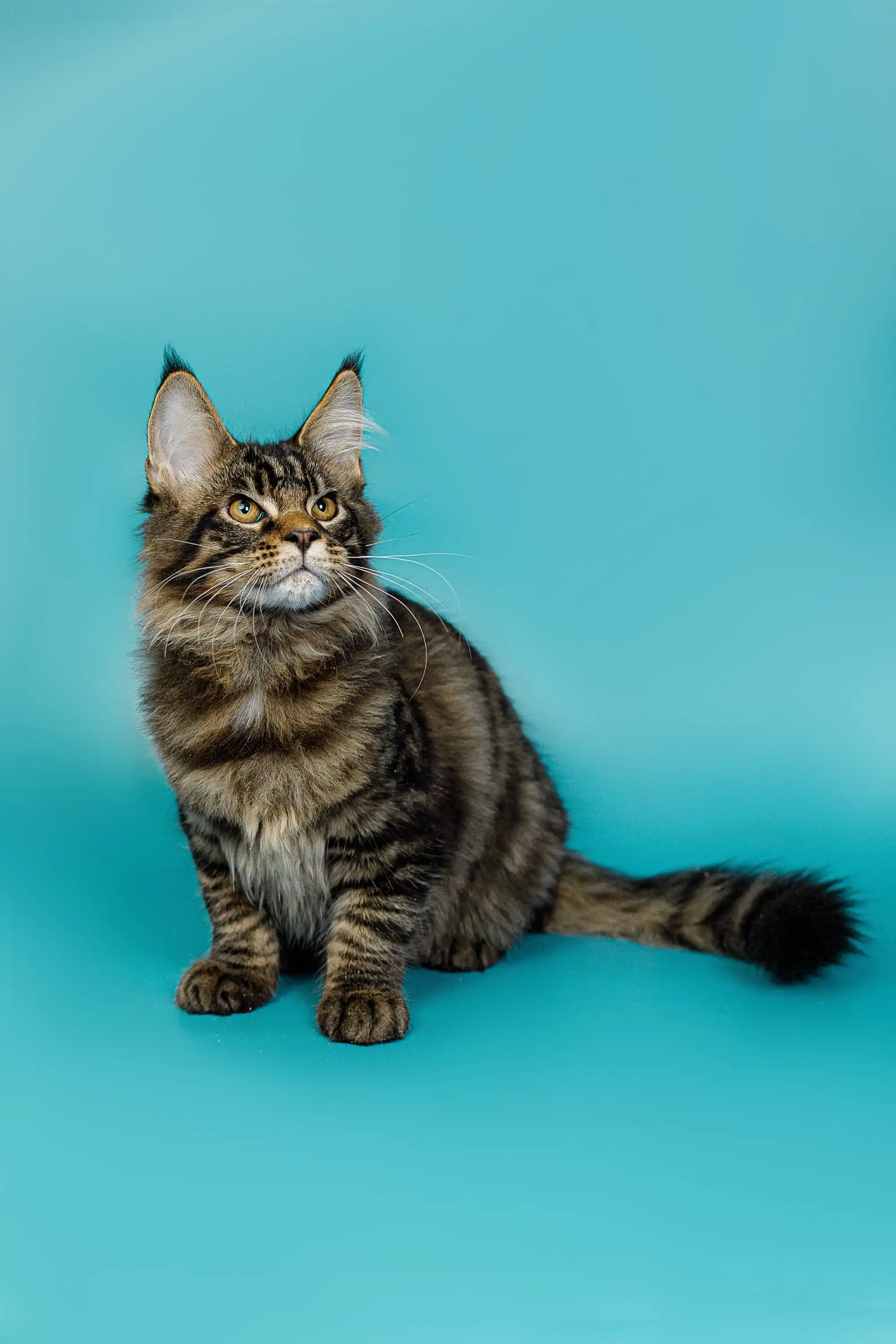 Seamus | Maine Coon Kitten - Image 3