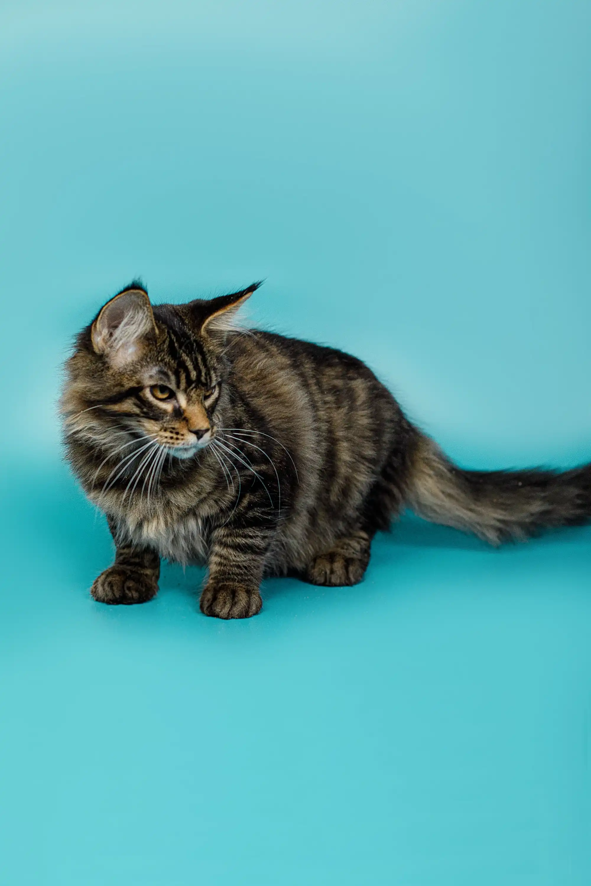 Seamus | Maine Coon Kitten - Image 8