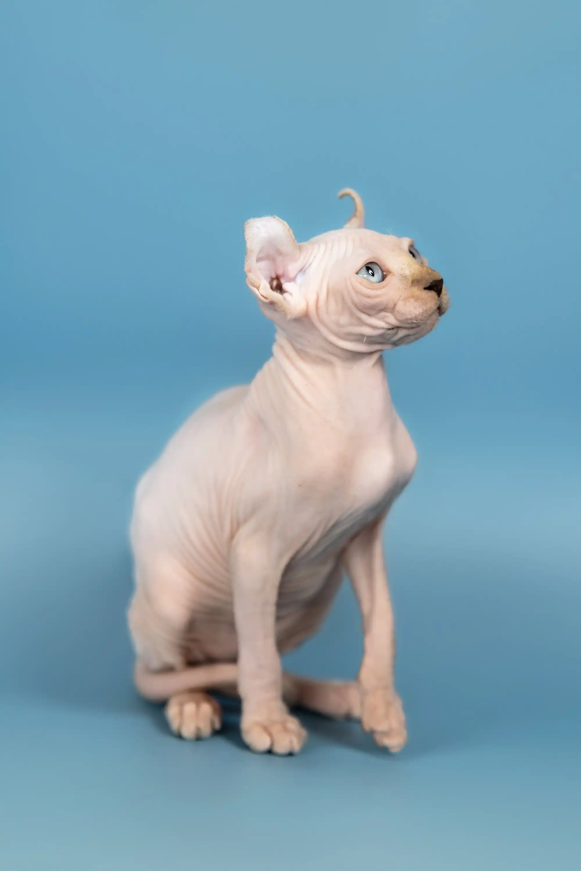 Selena | Elf Sphynx Kitten - Image 9