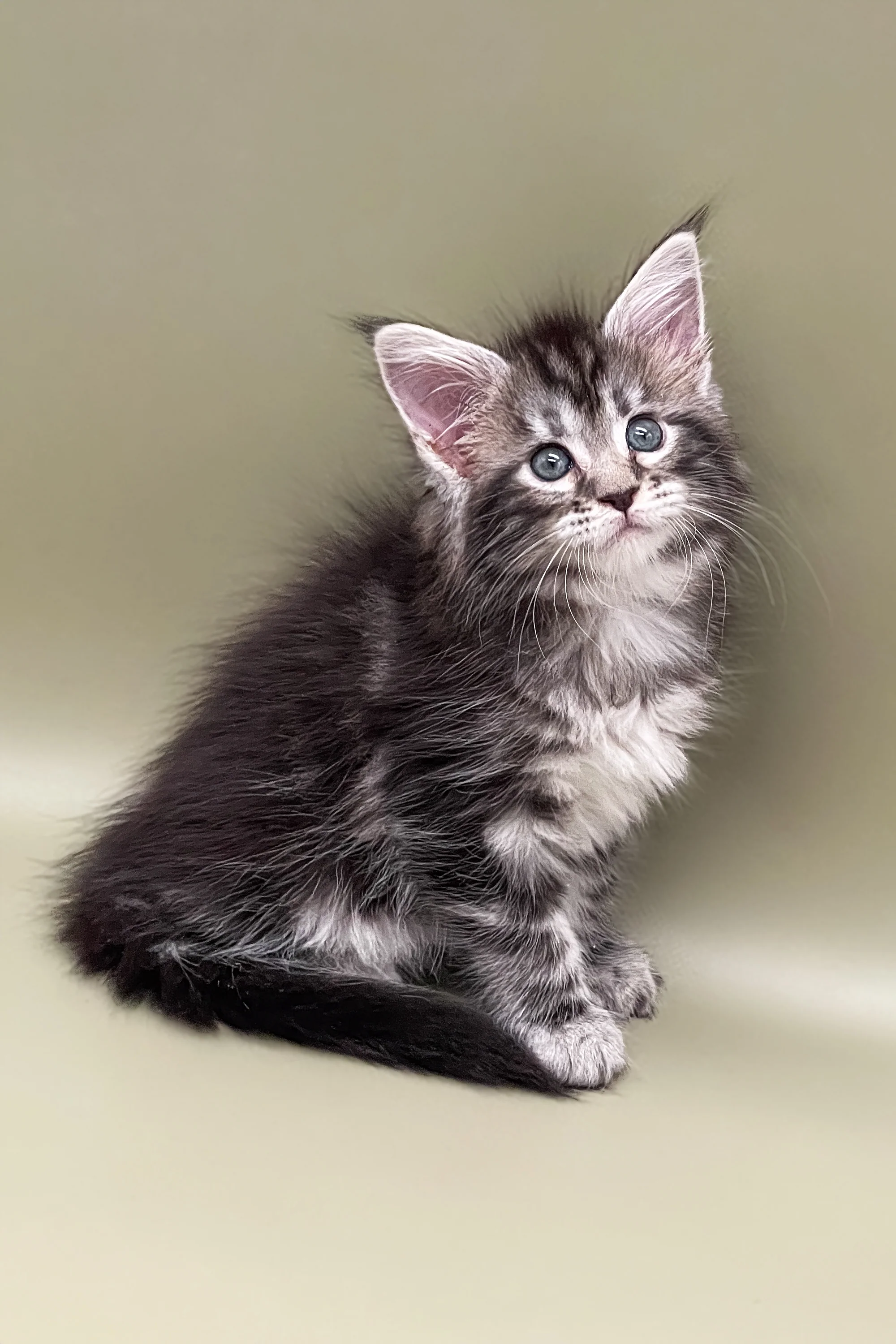 Sendy | Maine Coon Kitten - Image 3