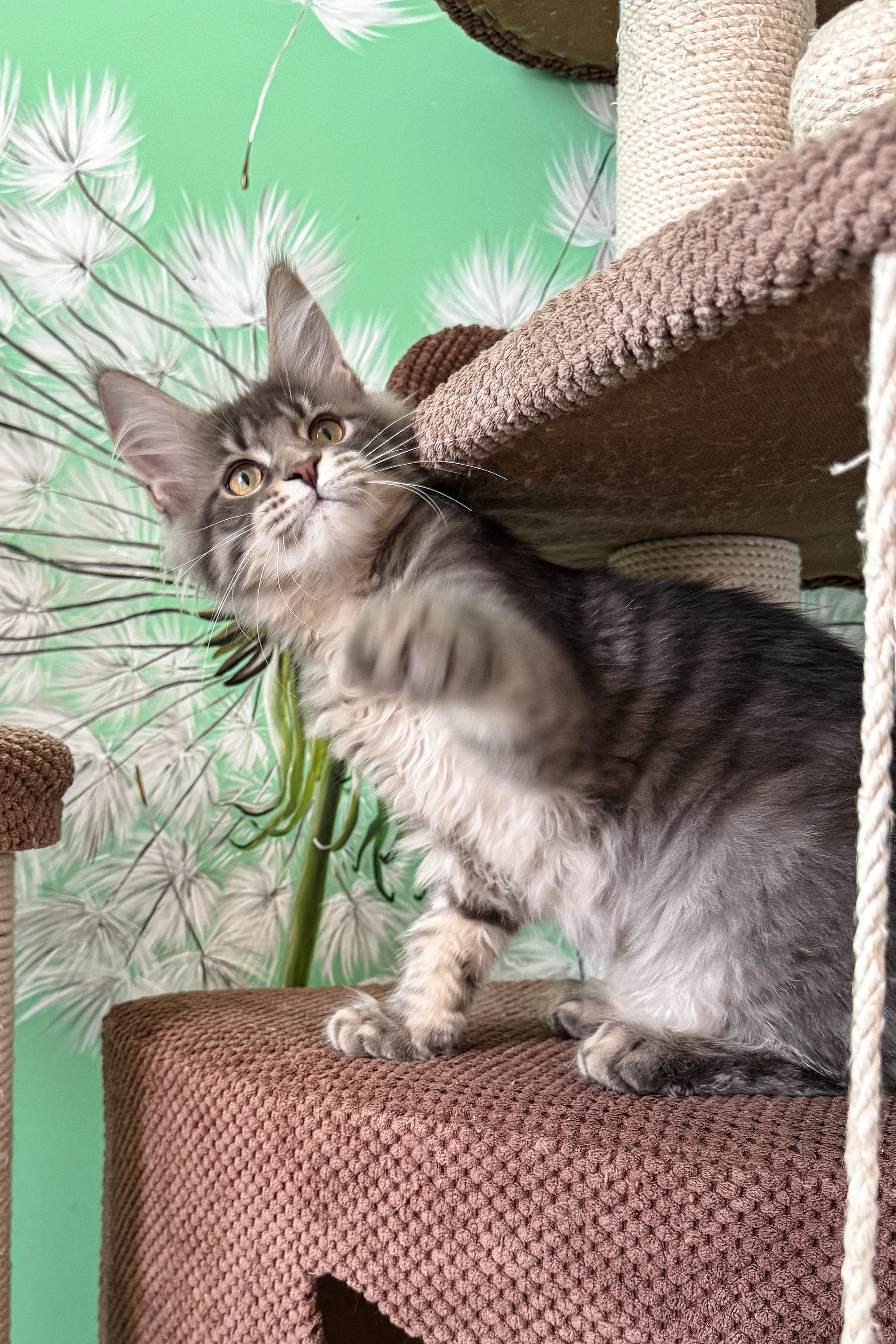 Sensa | Maine Coon Kitten - Image 6