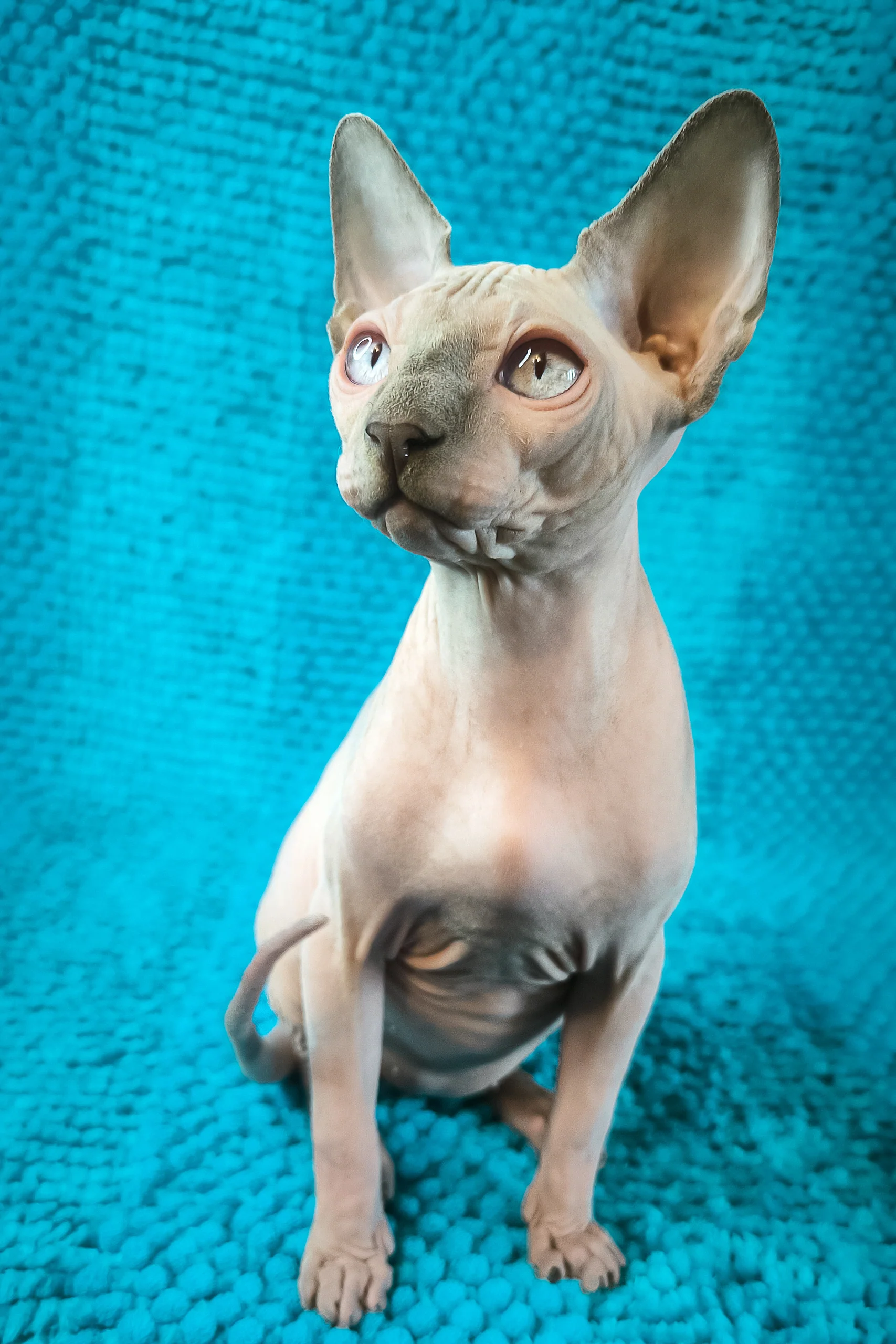Sensei Salidzhi Saner | Canadian Sphynx Kitten - Image 3