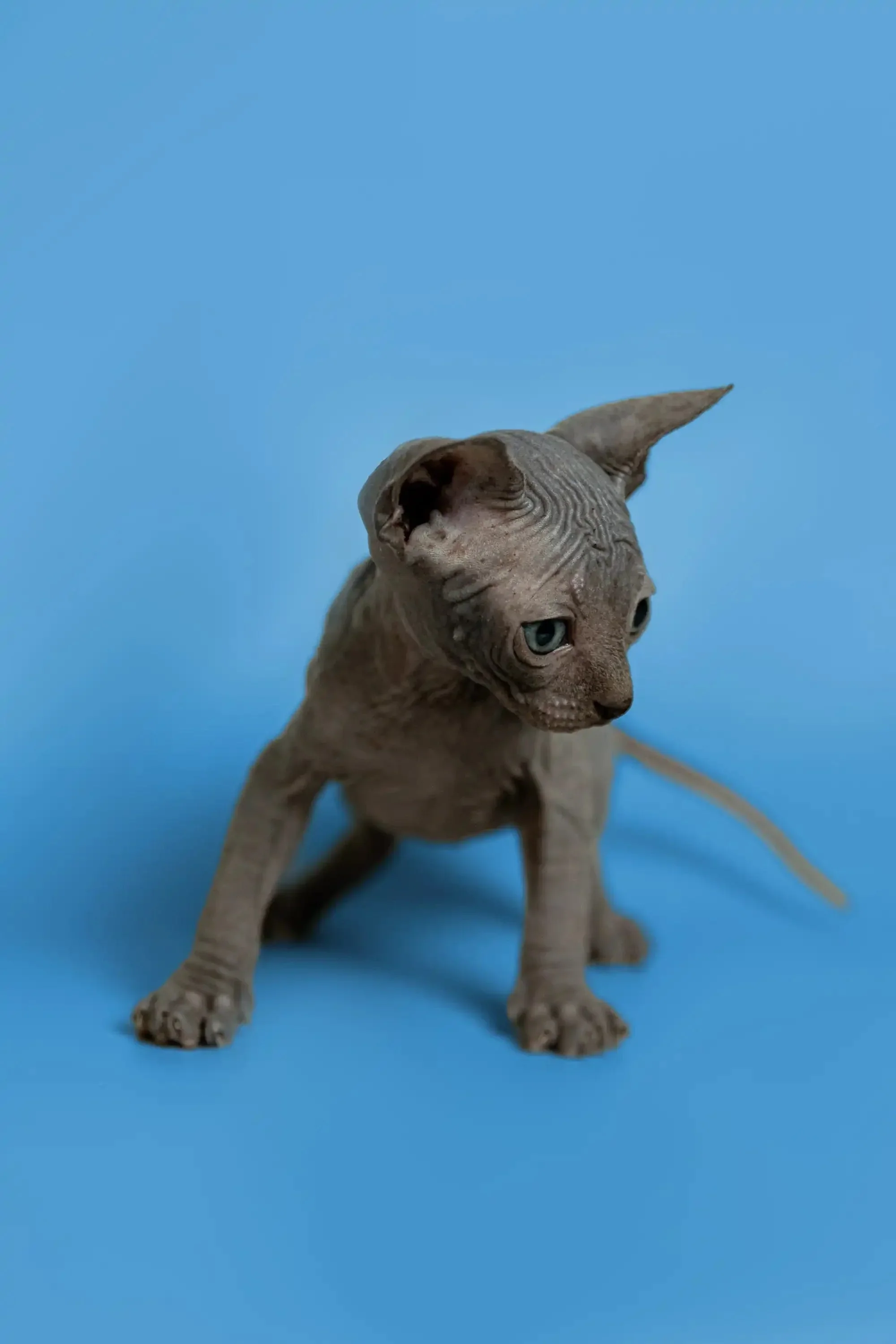 Sergio | Sphynx Kitten - Image 11