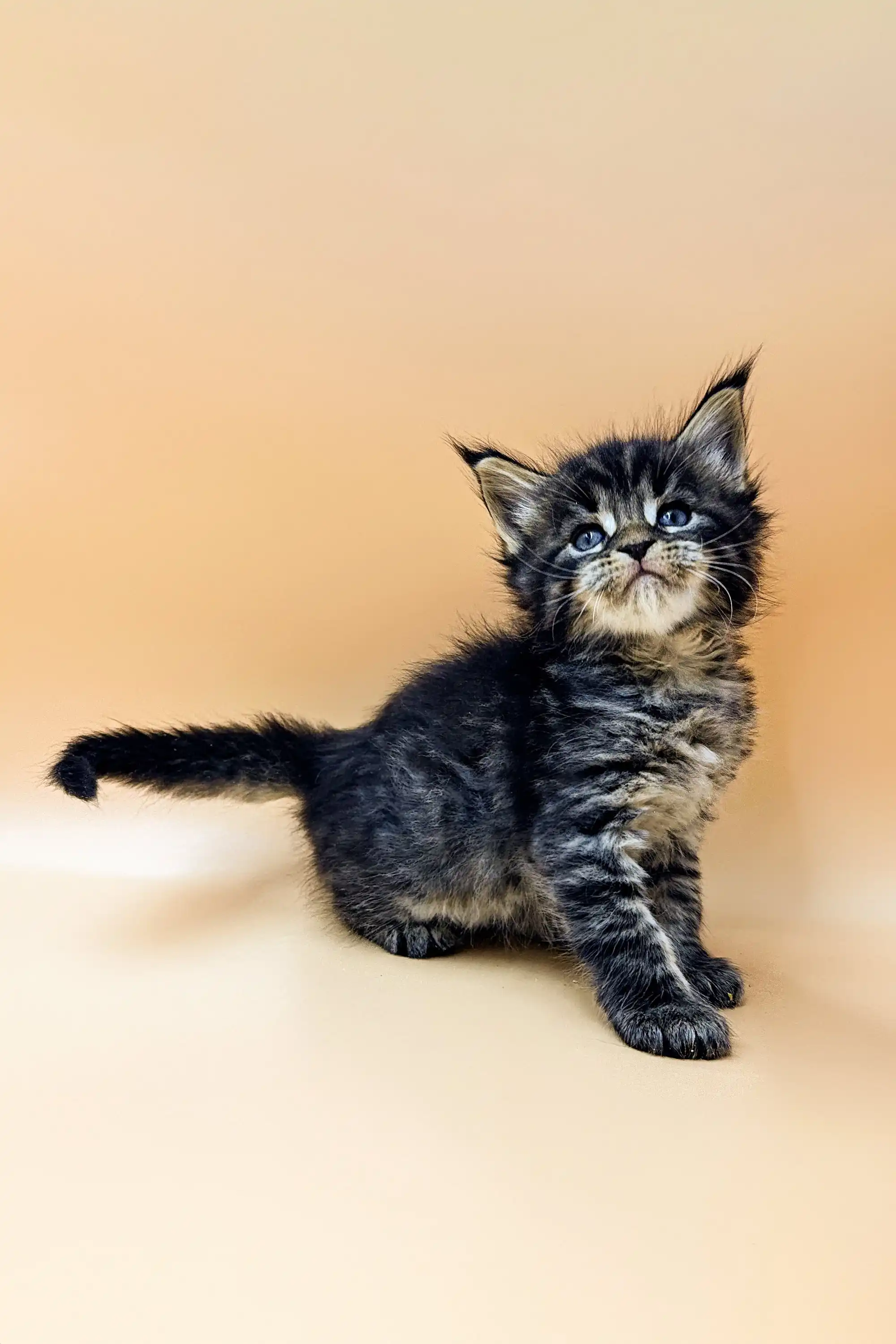 Shain | Maine Coon Kitten - Image 3