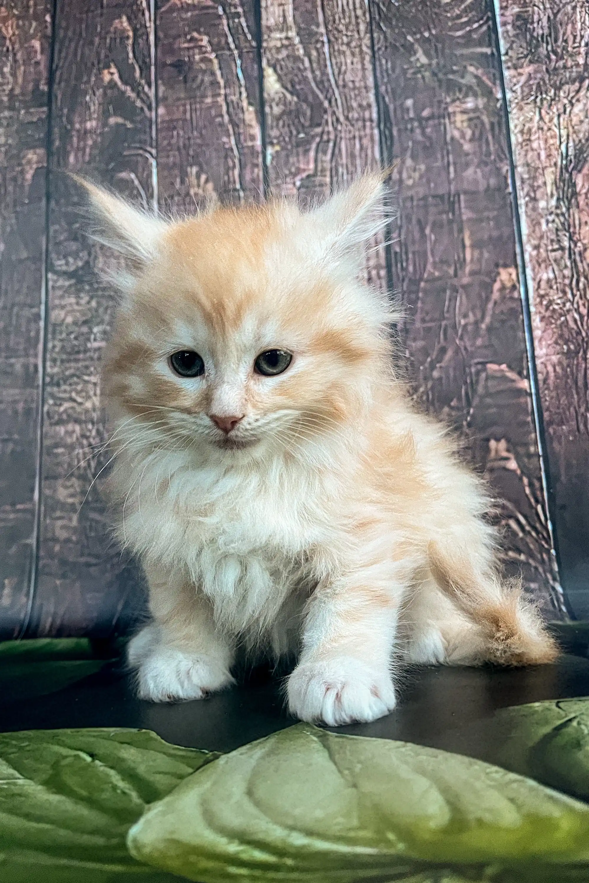 Shaman | Maine Coon Kitten - Image 2