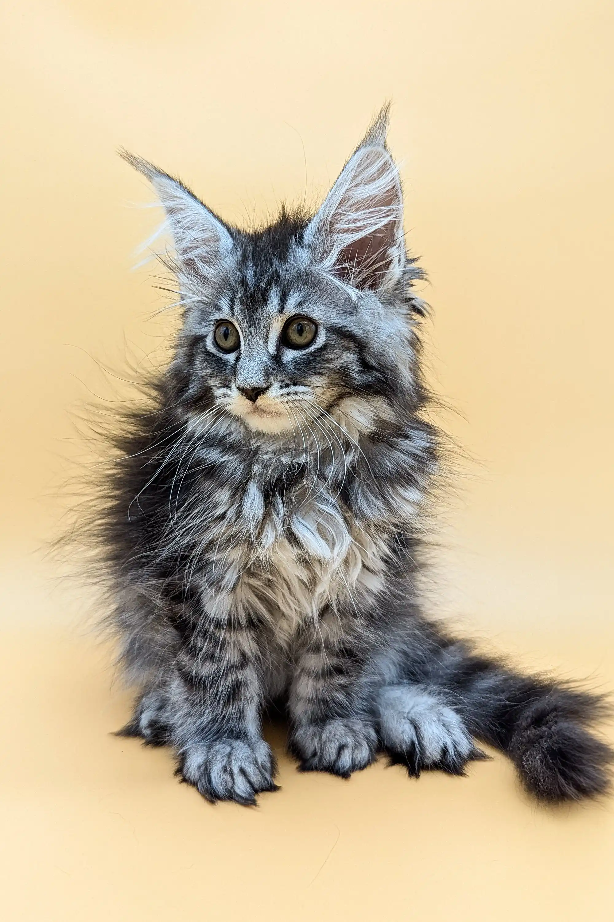 Shansy | Maine Coon Kitten - Image 13