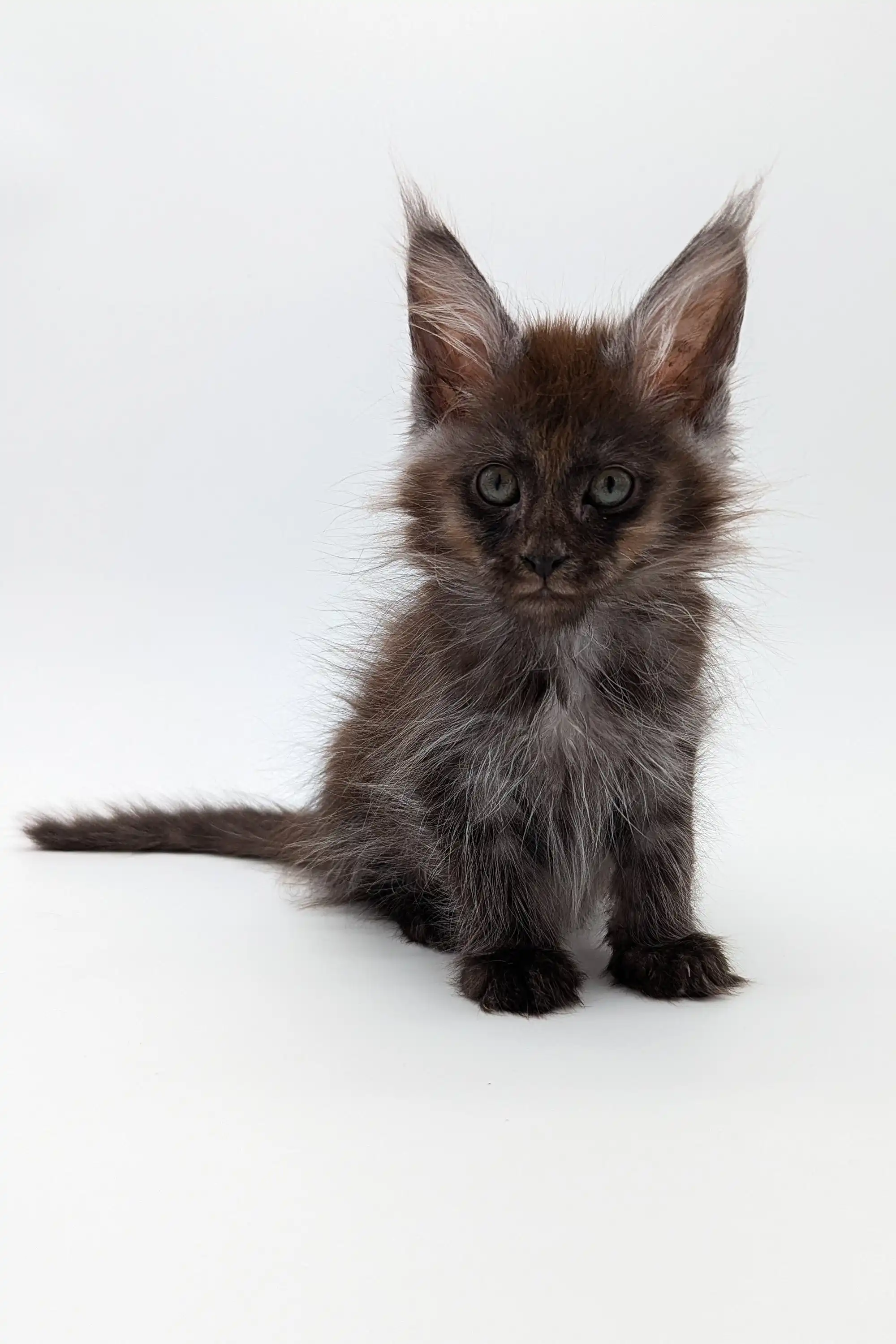 Sharidan | Maine Coon Kitten - Image 3