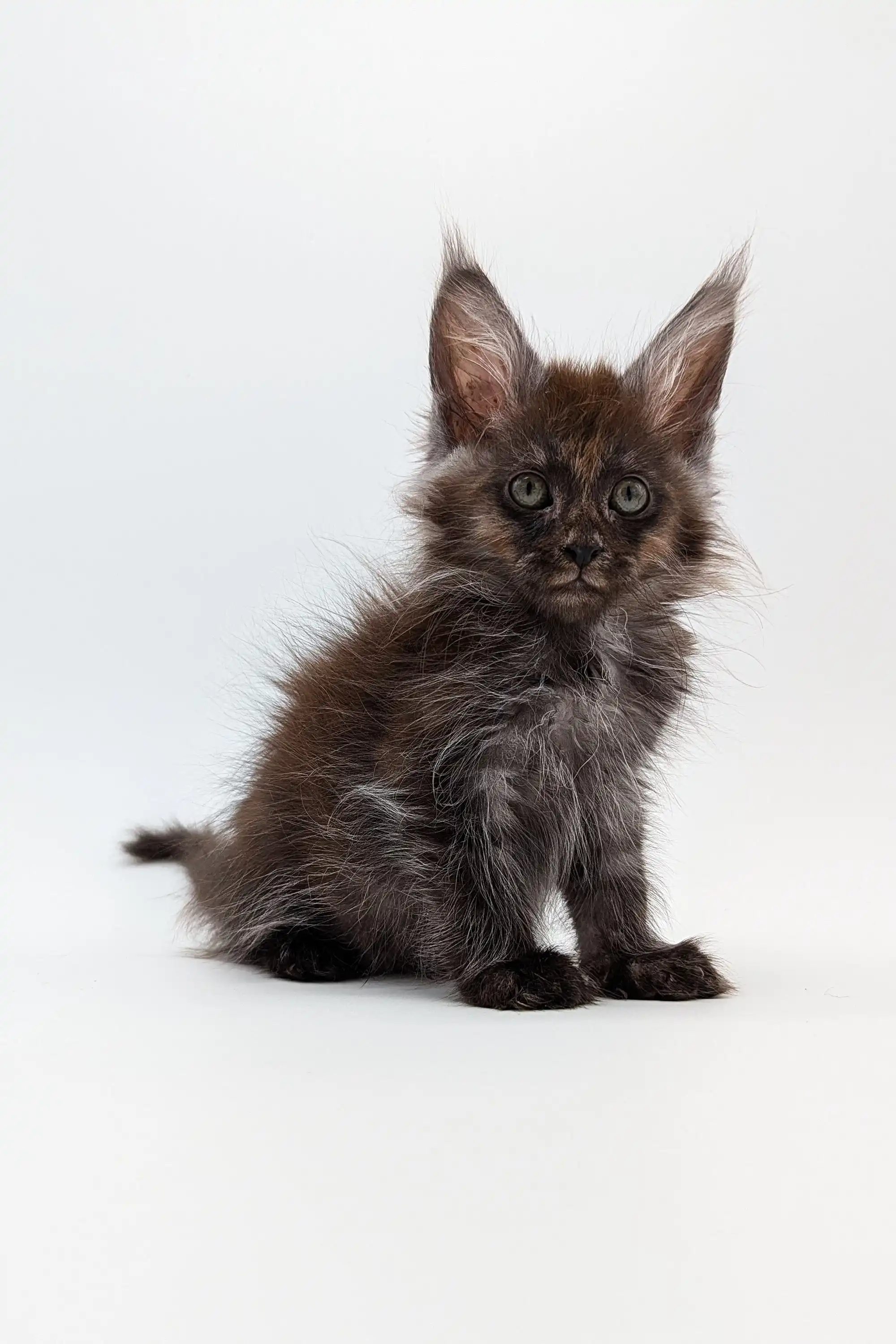 Sharidan | Maine Coon Kitten - Image 4