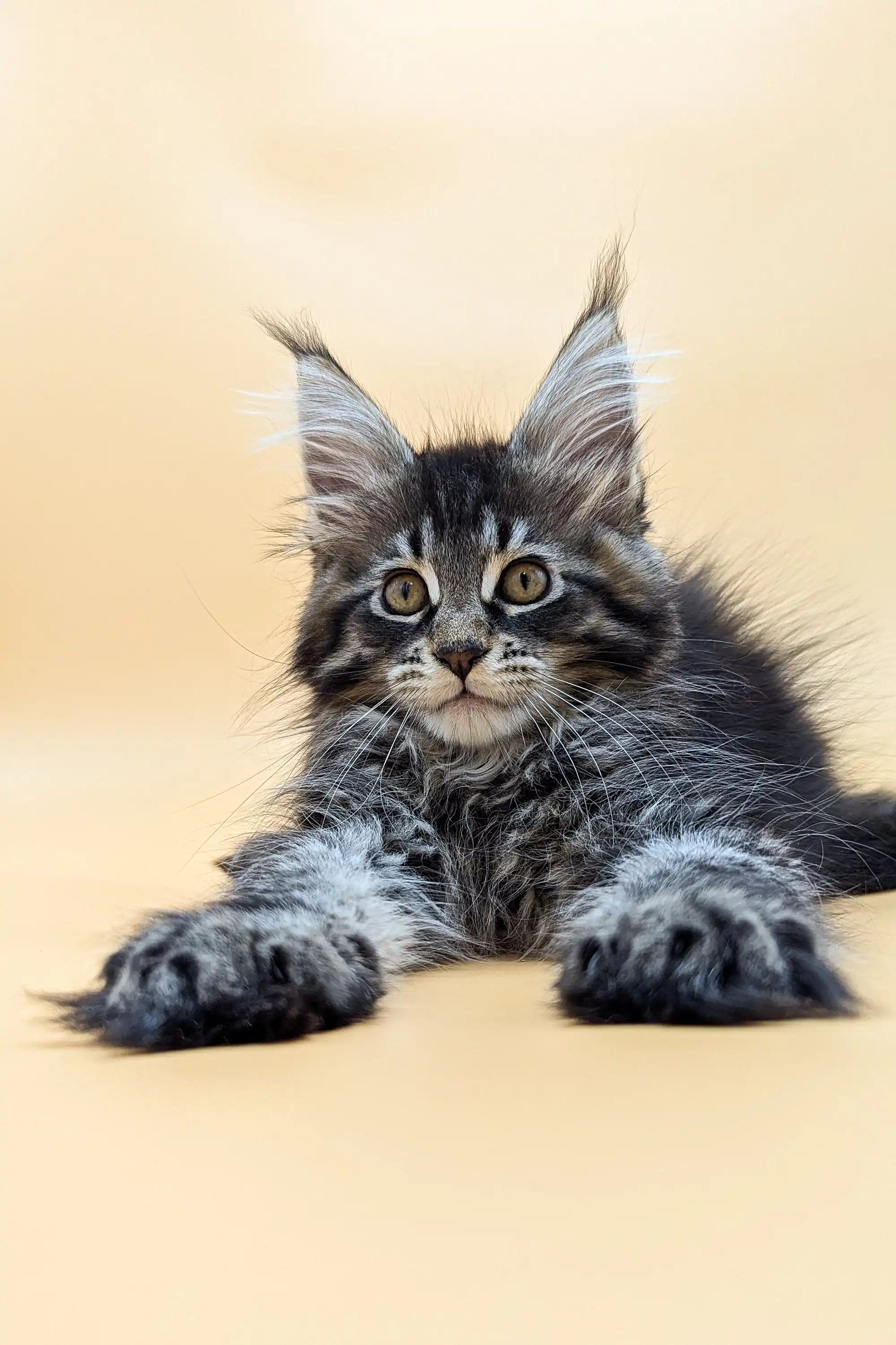 Sharm | Maine Coon Kitten - Image 3