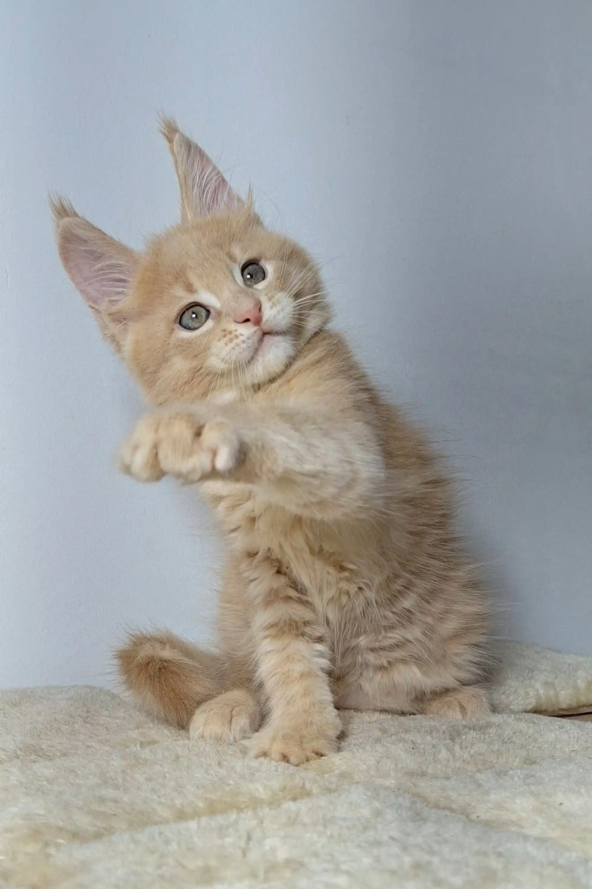Sheridan | Maine Coon Kitten - Image 7