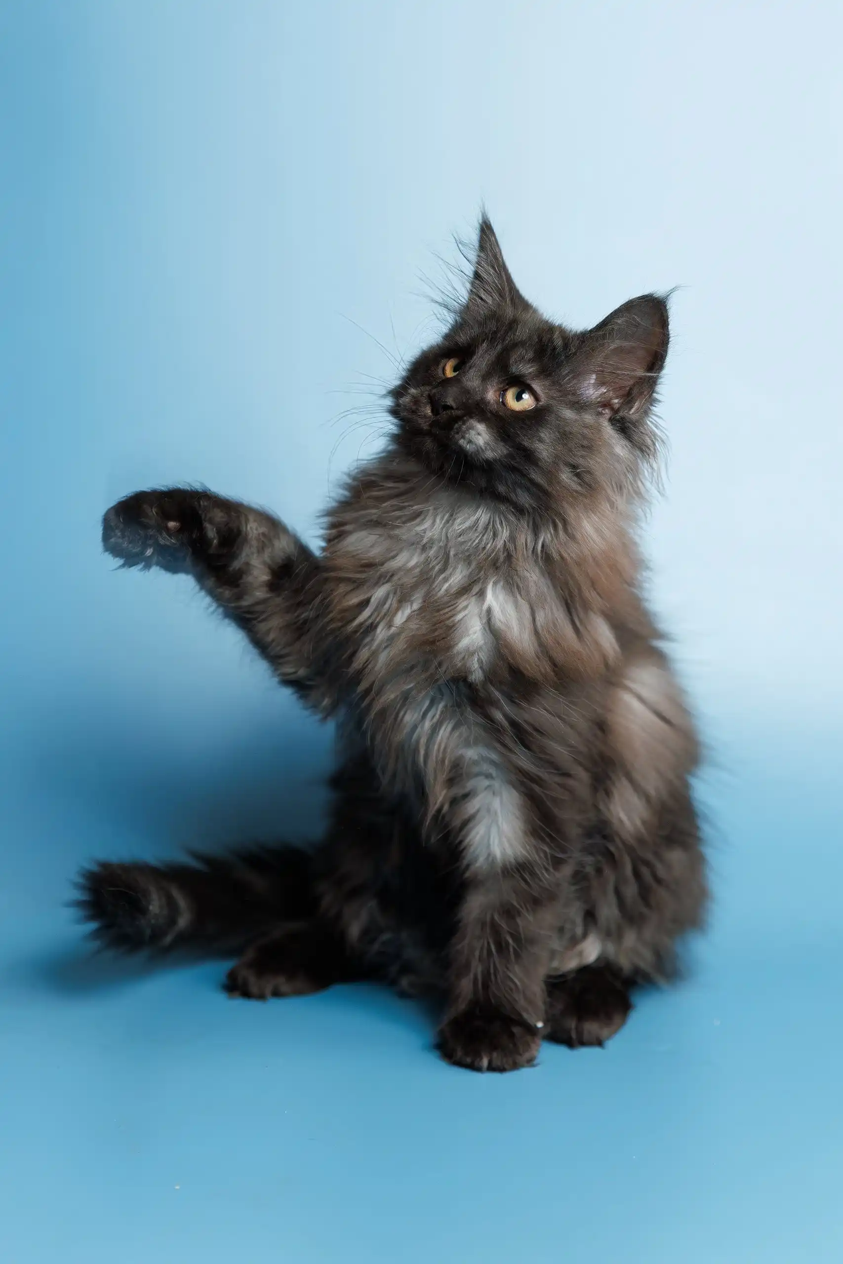 Shimmer | Maine Coon Kitten - Image 7