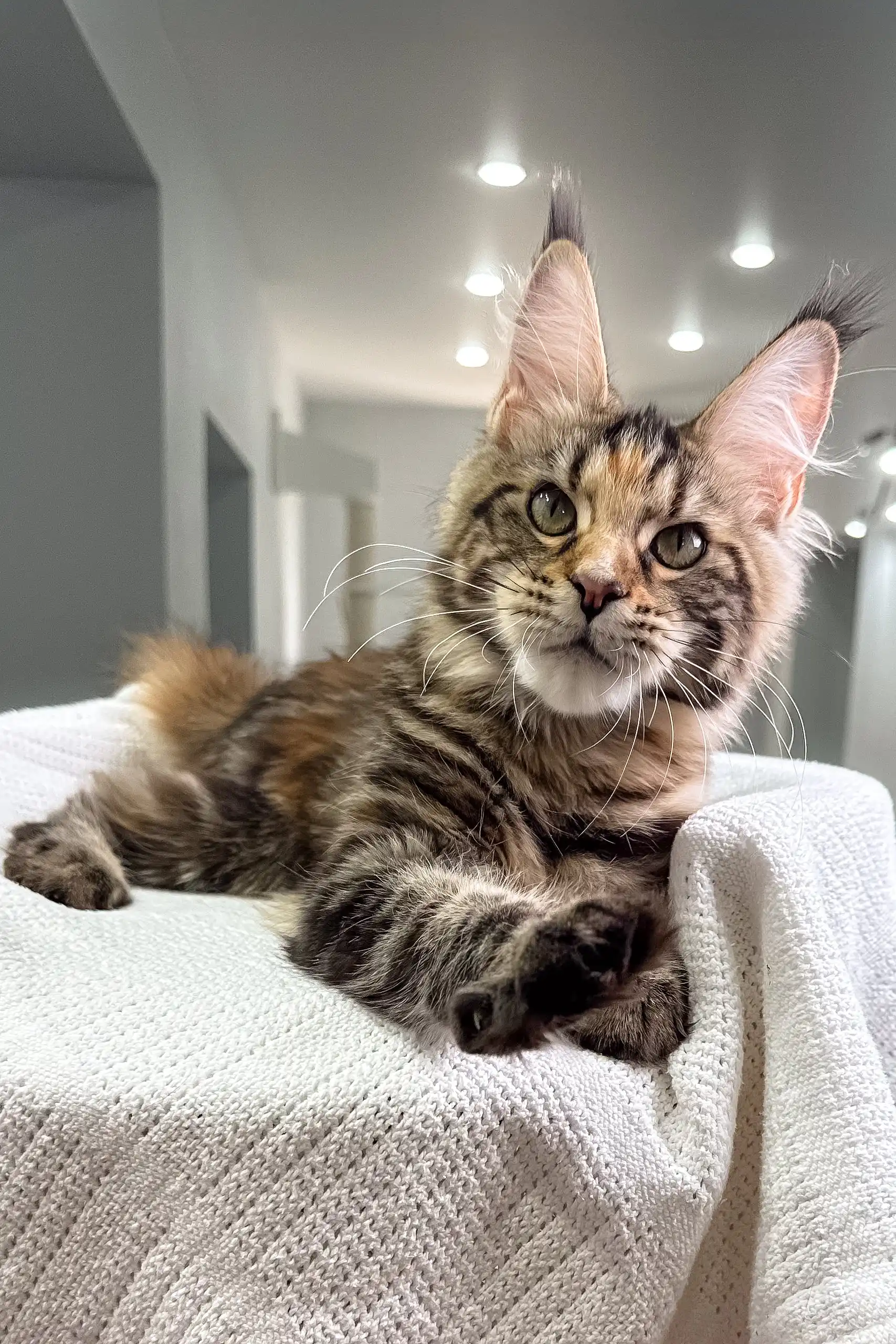 Shirley | Maine Coon Kitten - Image 7