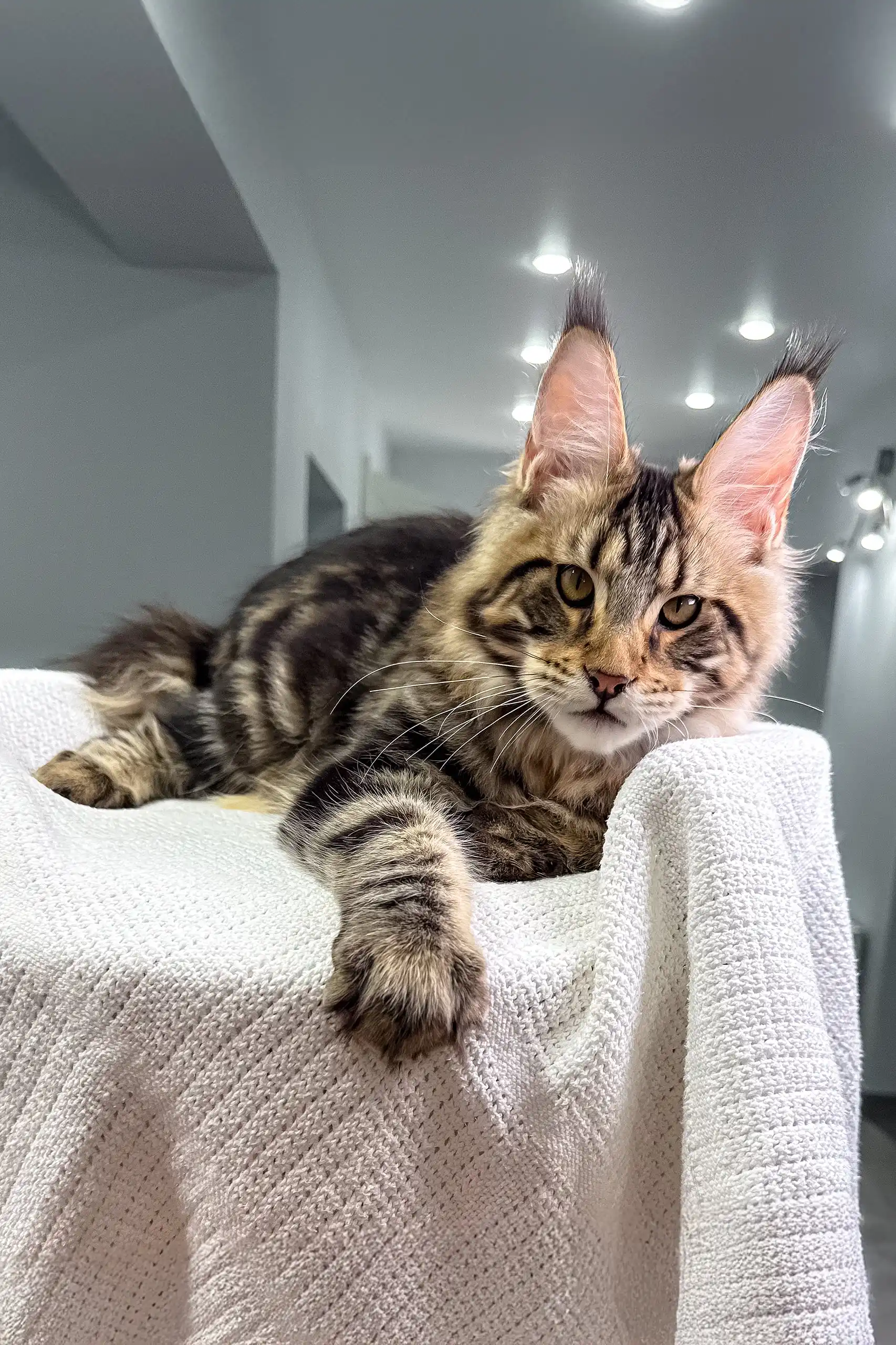Shtille | Maine Coon Kitten - Image 3