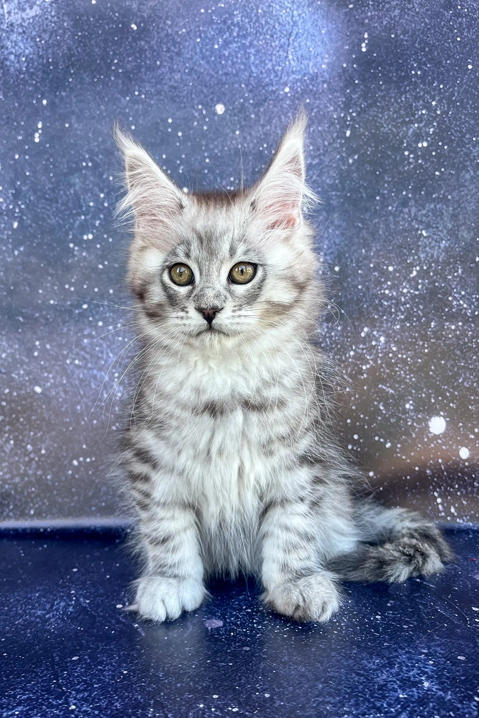 Silva | Maine Coon Kitten - Image 3