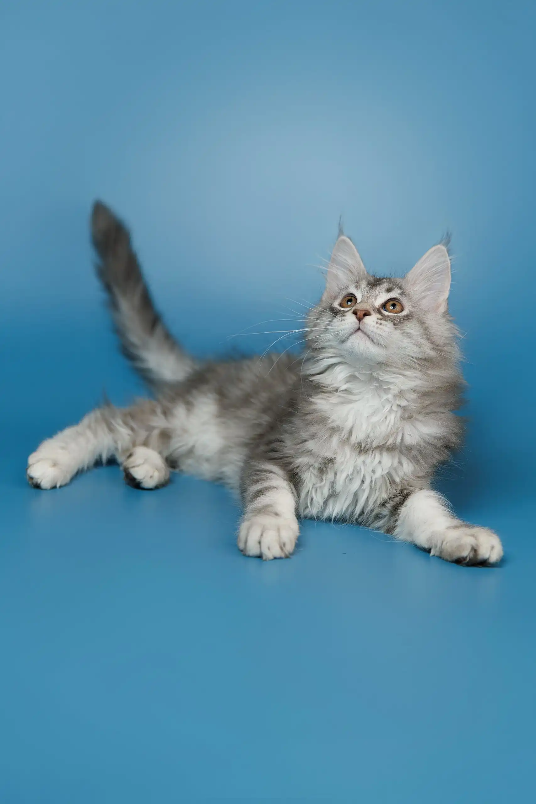 Silver | Maine Coon Kitten - Image 10