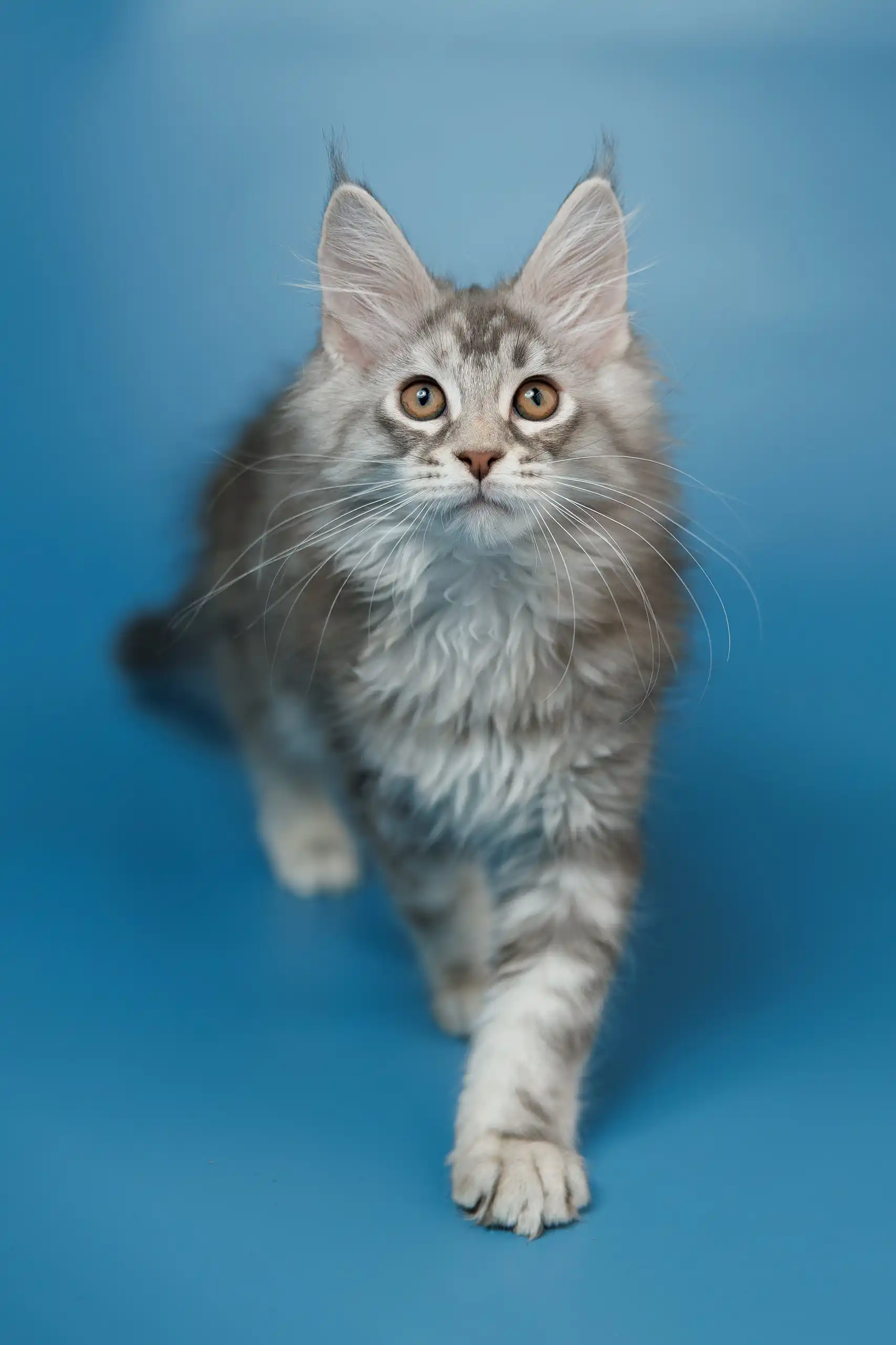Silver | Maine Coon Kitten - Image 11