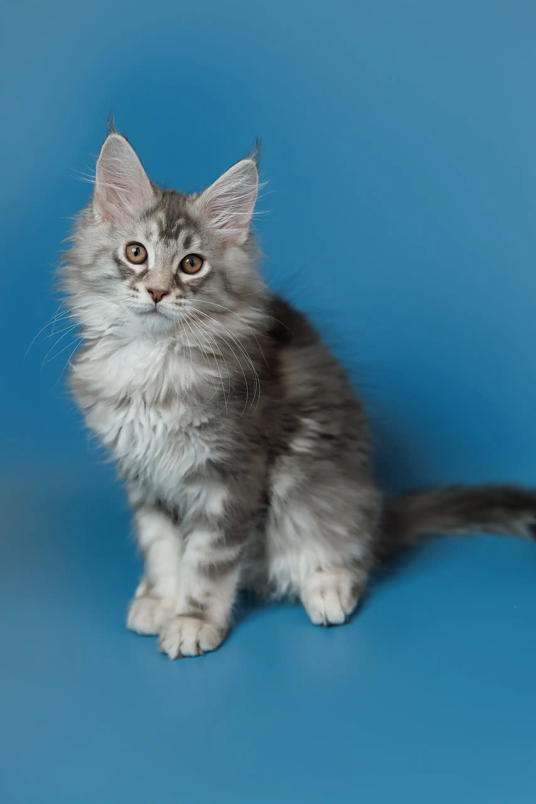 Silver | Maine Coon Kitten - Image 9