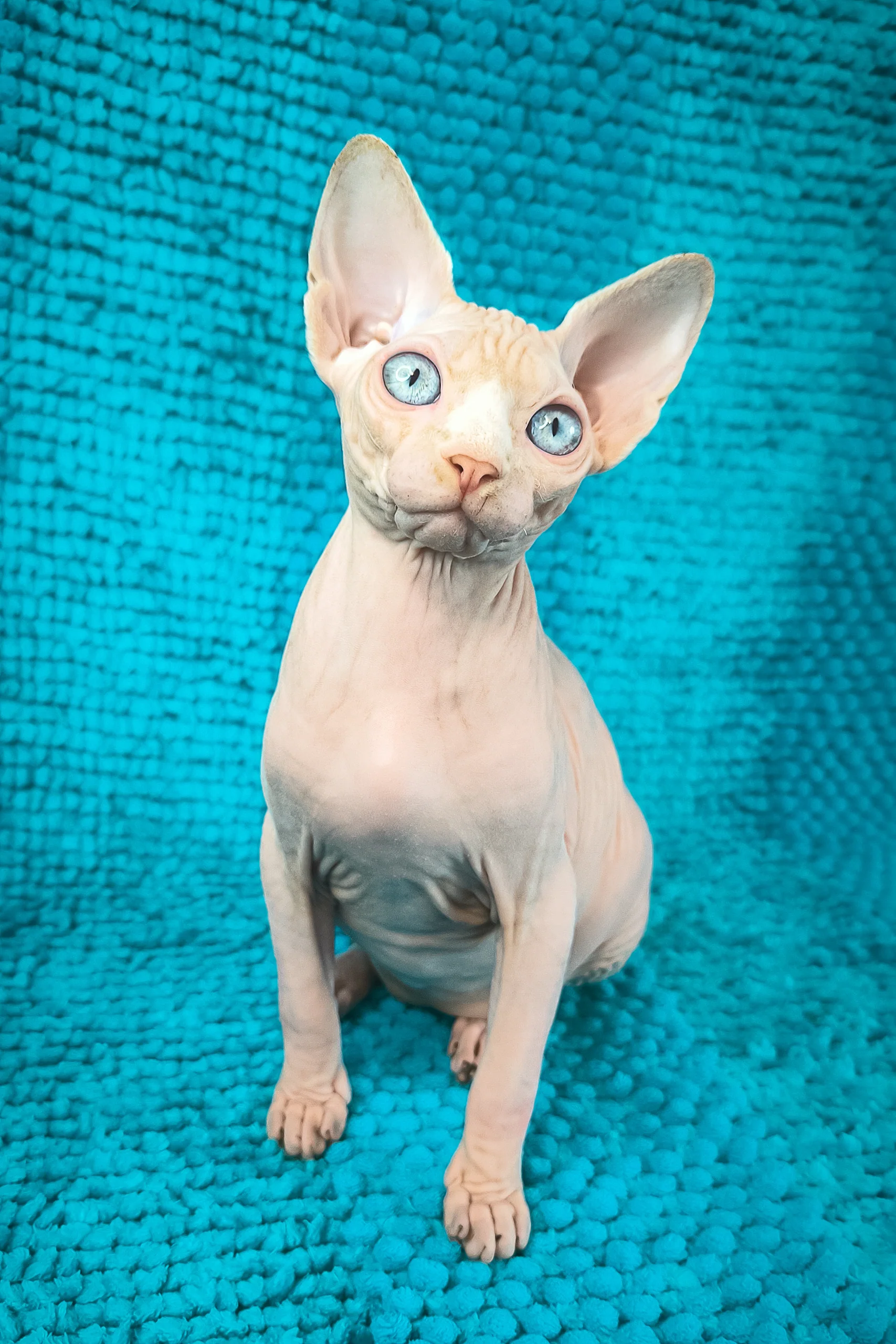Silver Salidzhi Saner | Canadian Sphynx Kitten - Image 2