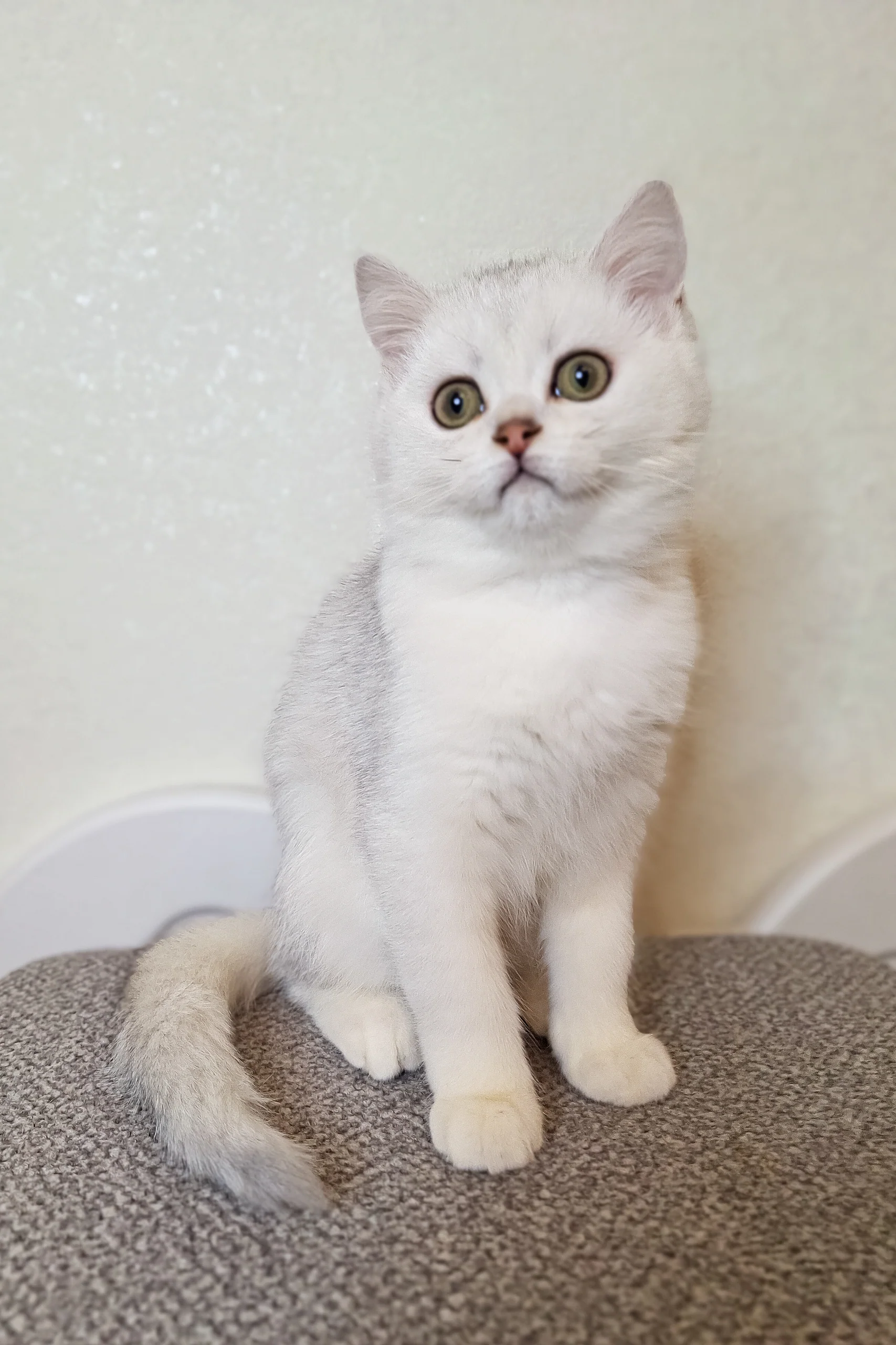 Simas | Scottish Straight Kitten - Image 2