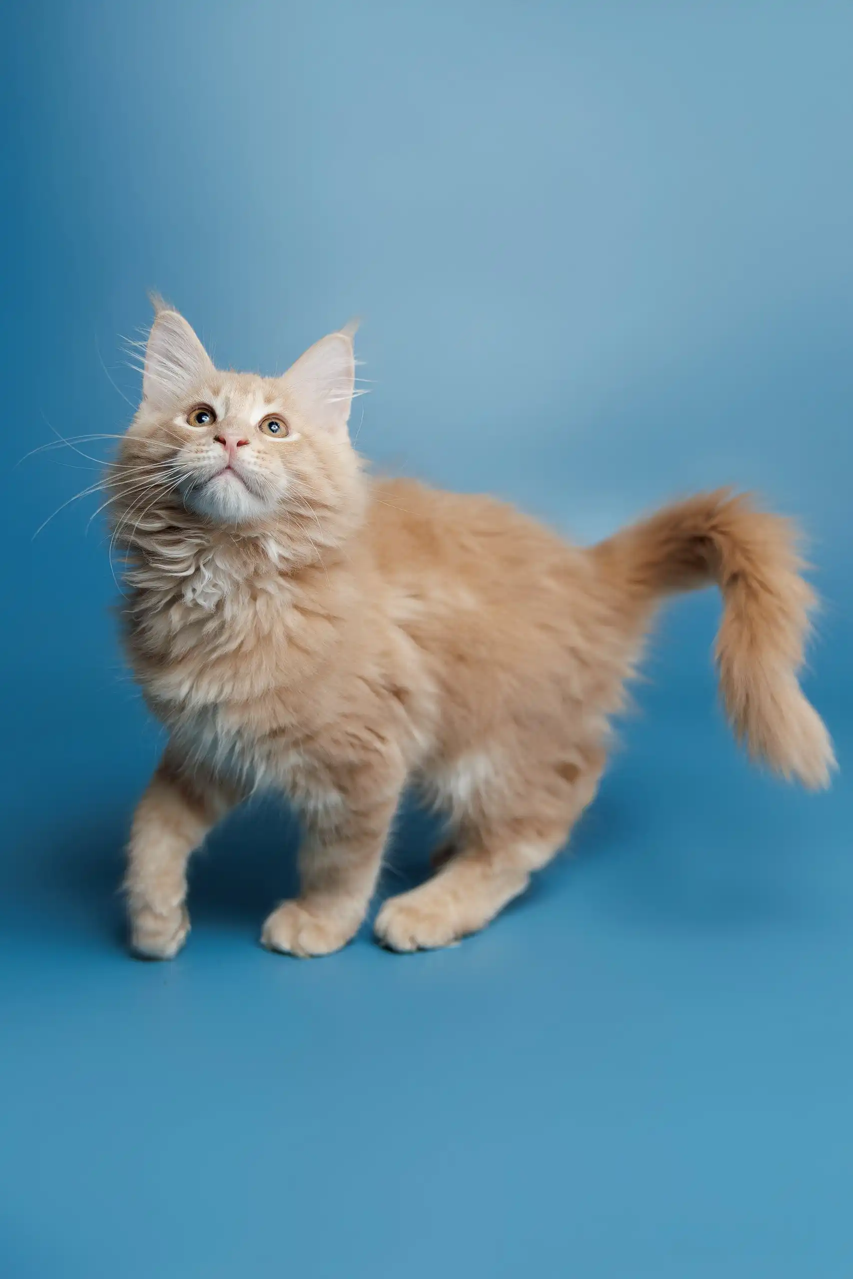 Simba | Maine Coon Kitten - Image 2