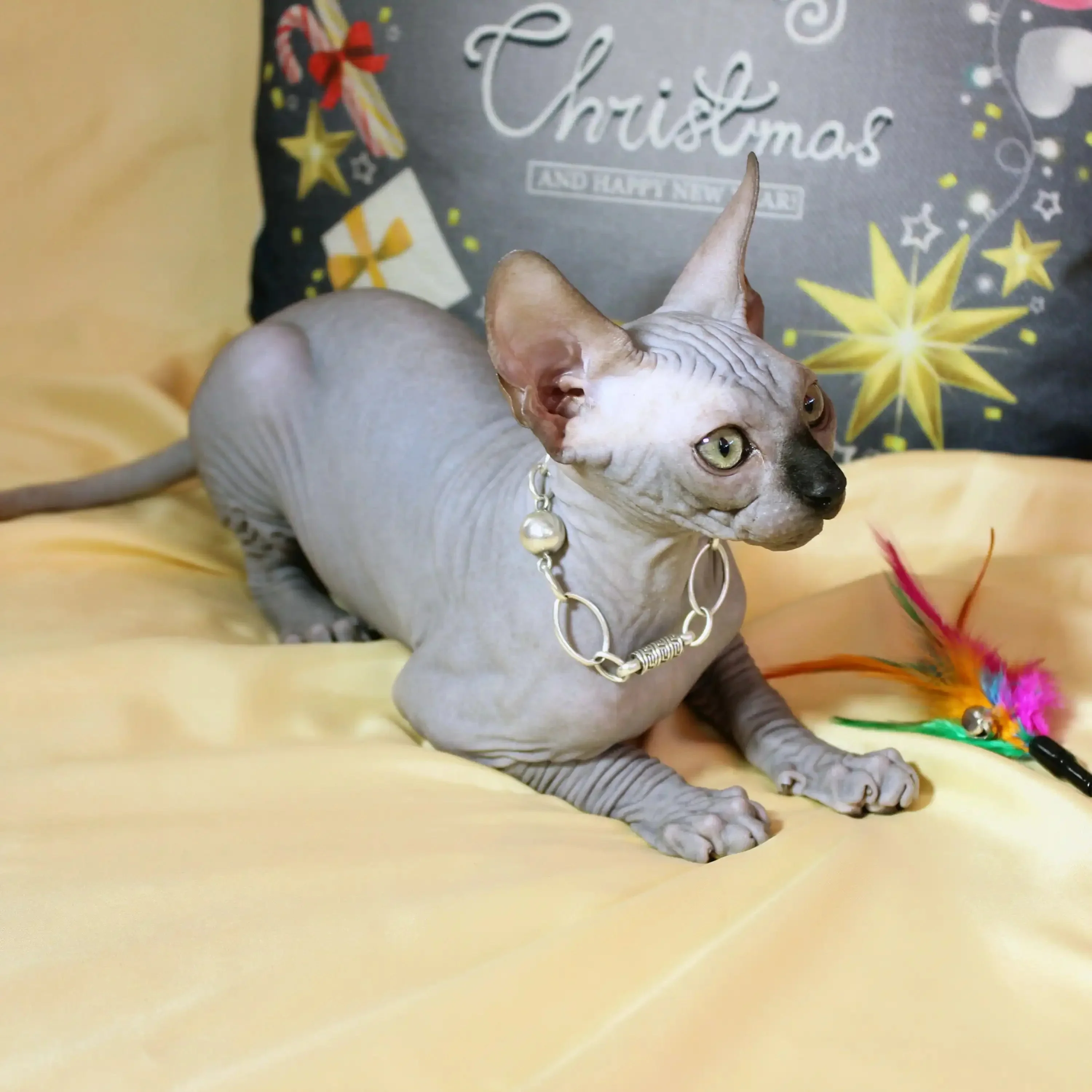 Simba | Sphynx Kitten - Image 3