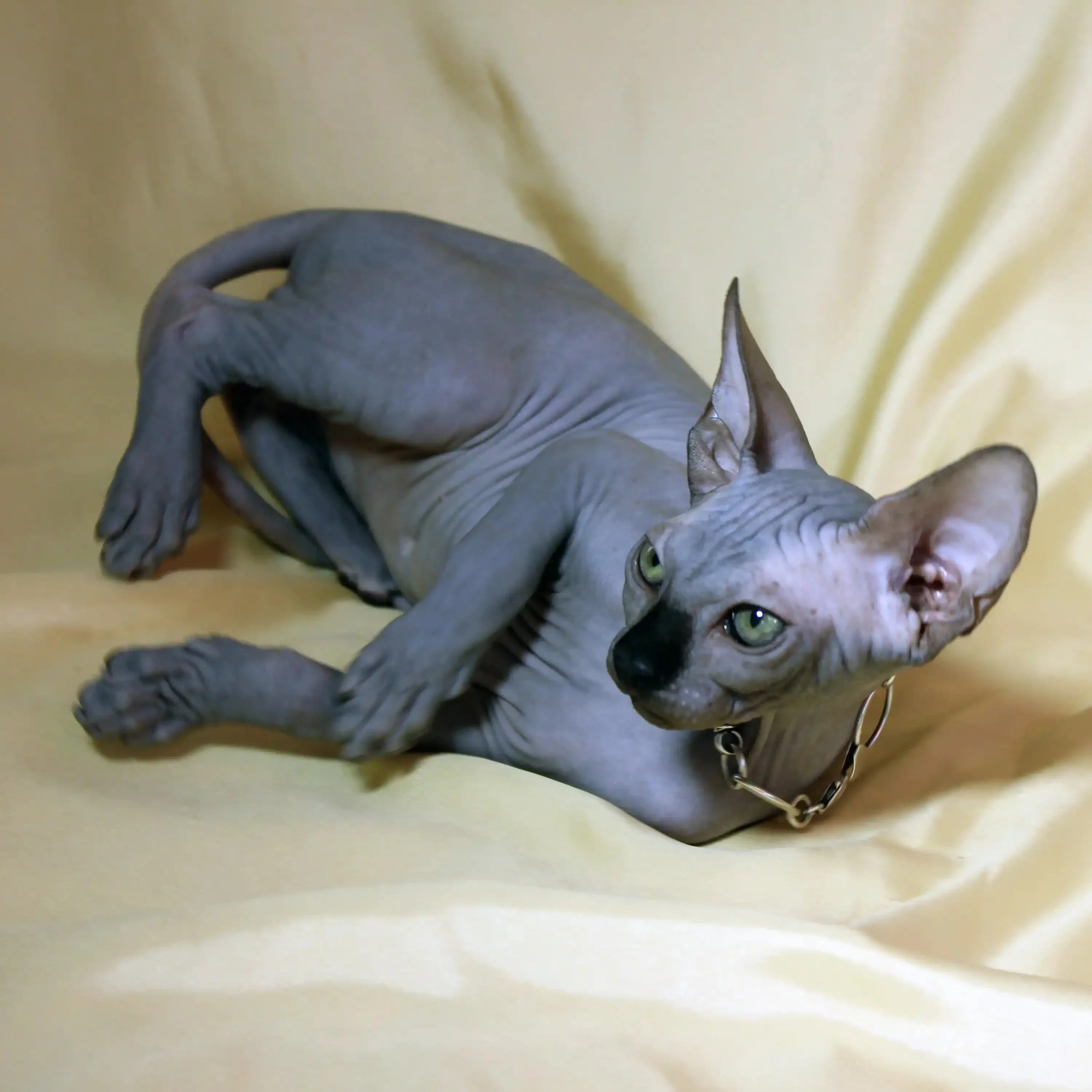 Simba | Sphynx Kitten - Image 4