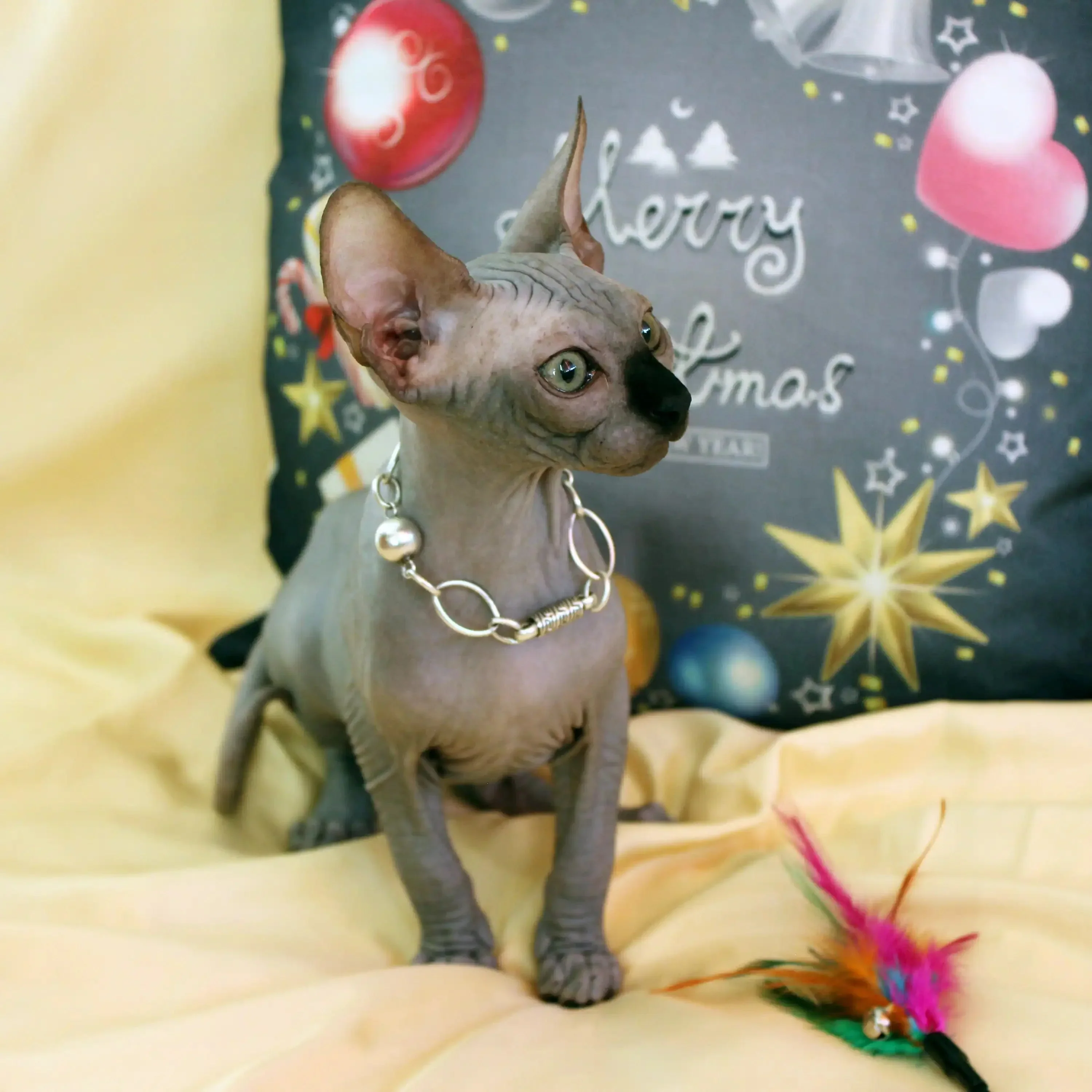 Simba | Sphynx Kitten - Image 5