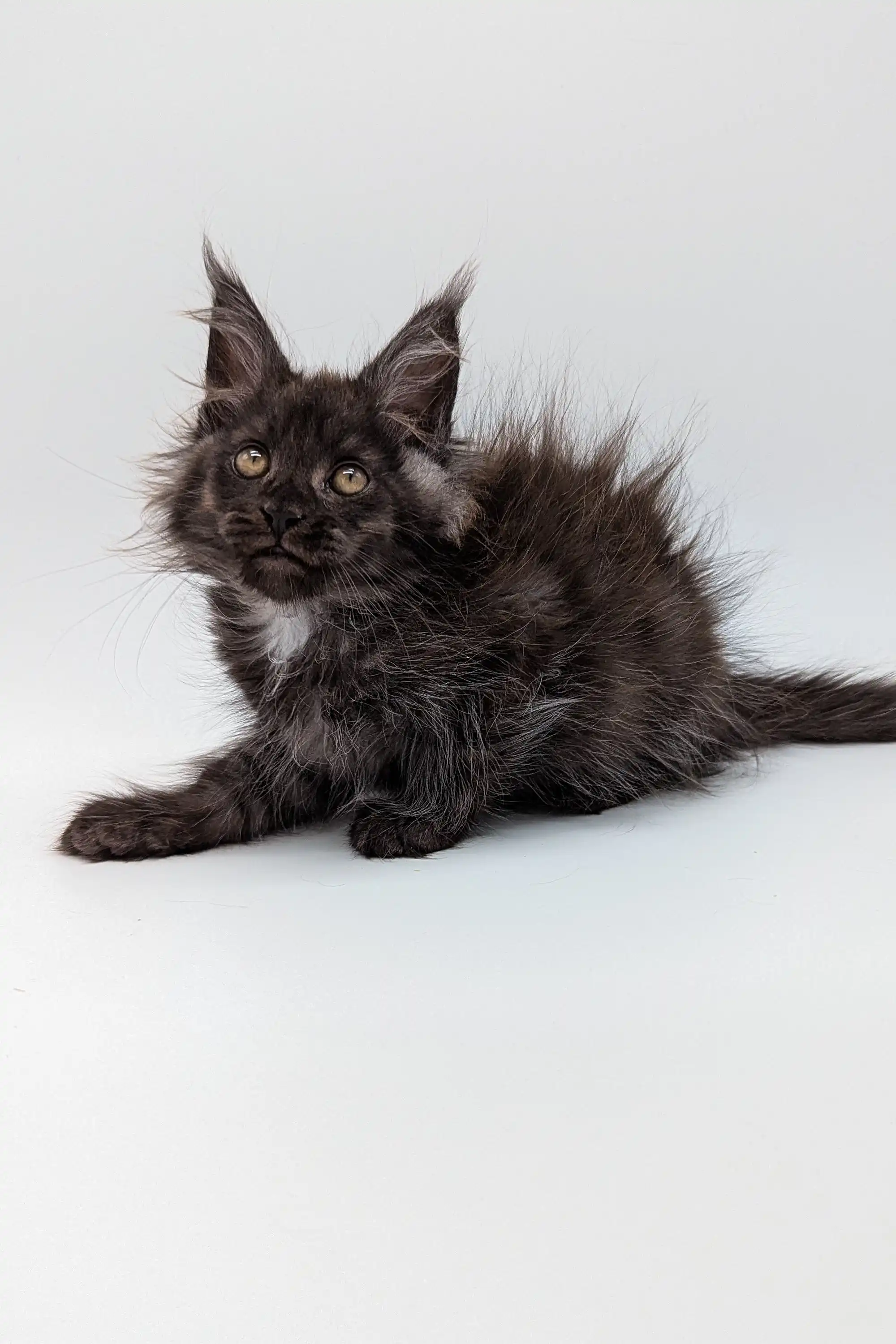 Simon | Maine Coon Kitten - Image 4
