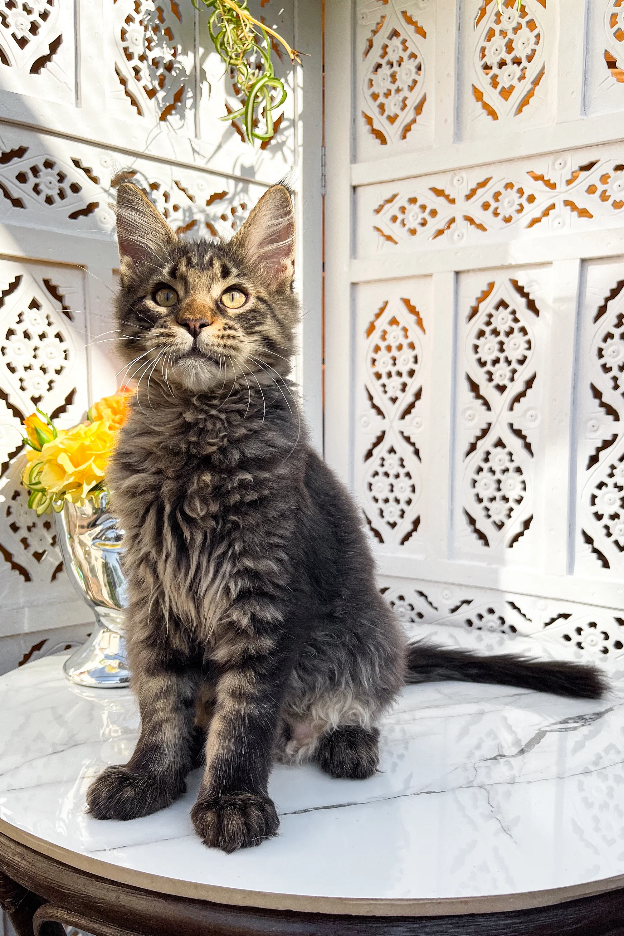 Simon | Maine Coon Kitten - Image 5