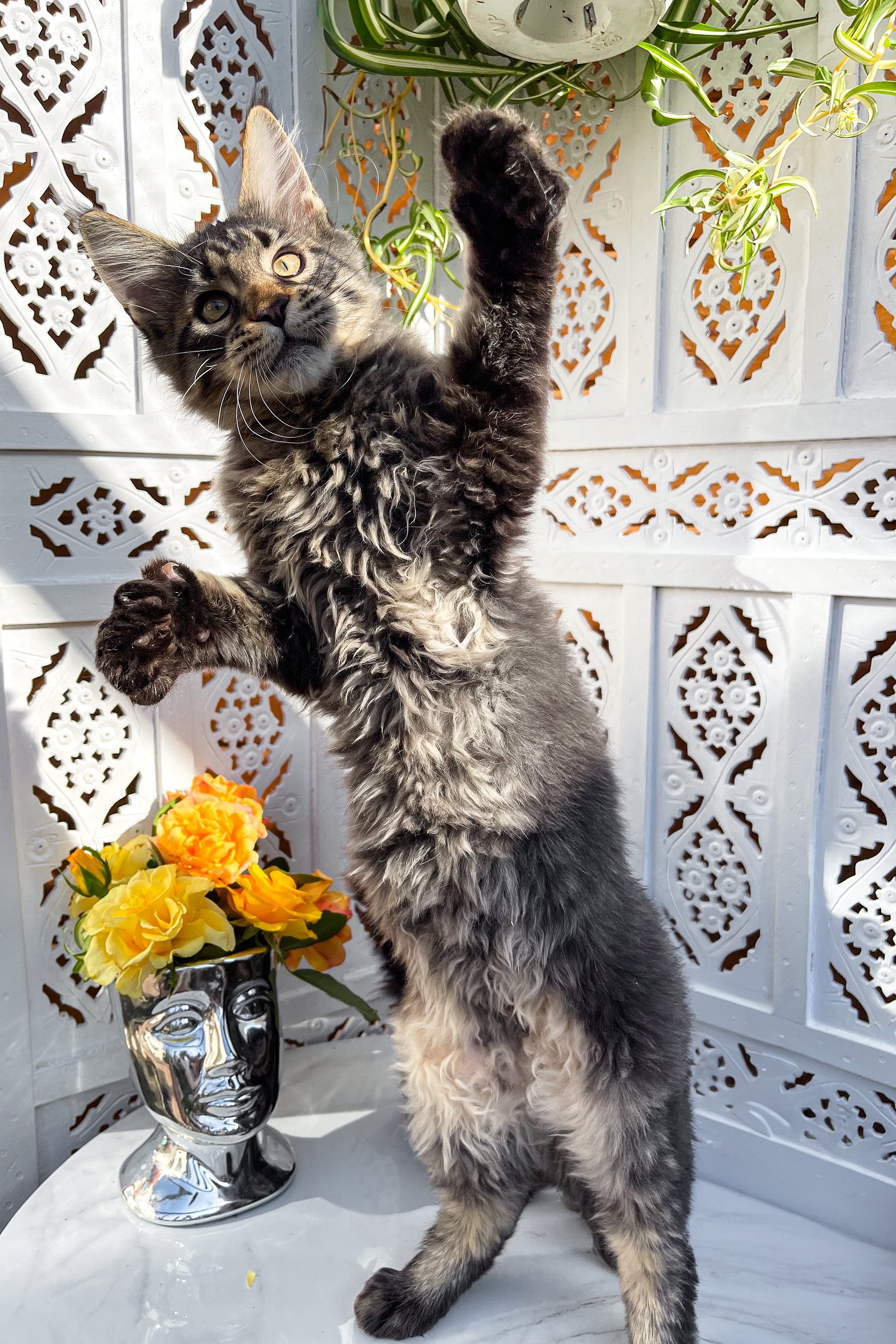 Simon | Maine Coon Kitten - Image 7