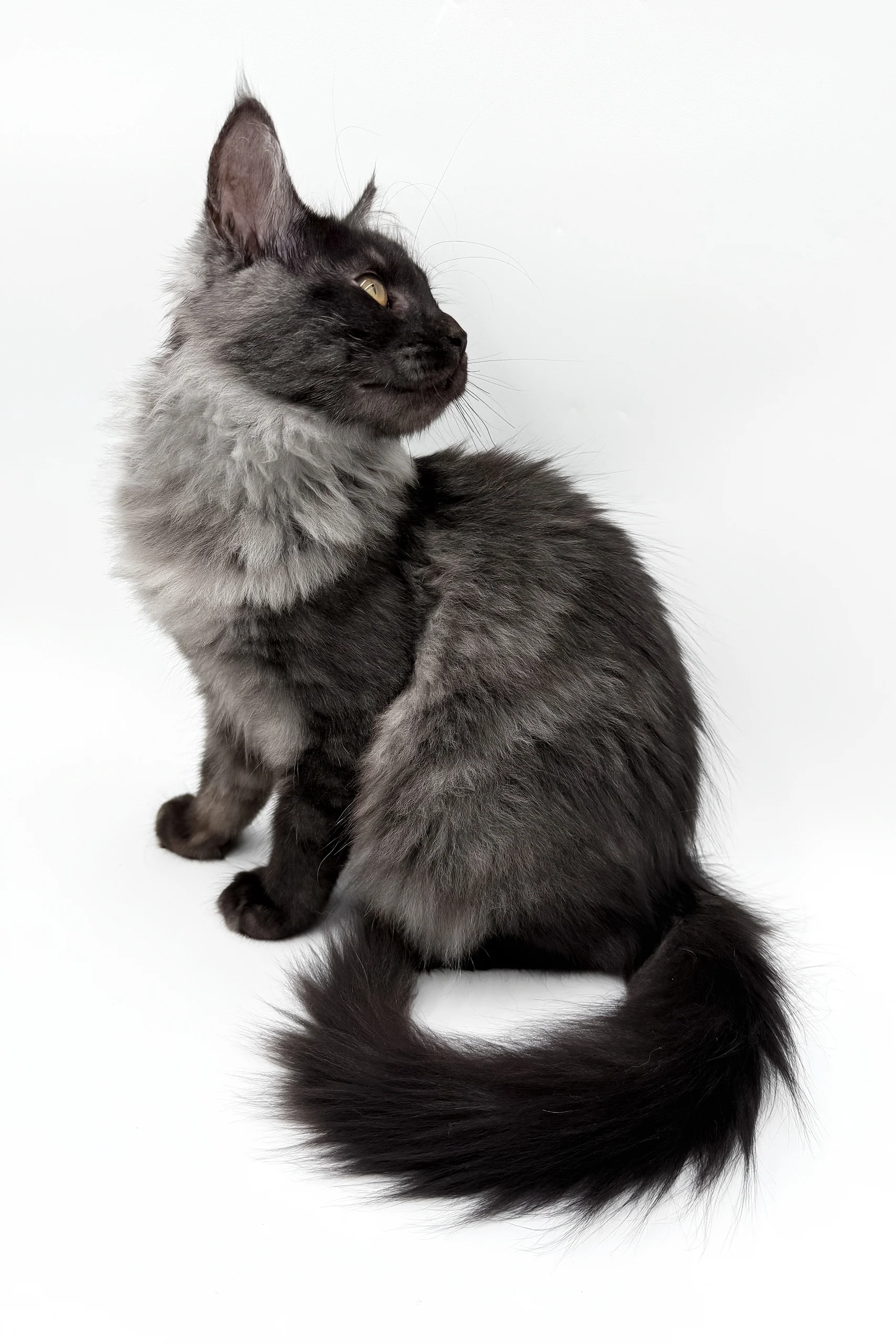 Smokey | Maine Coon Kitten - Image 6