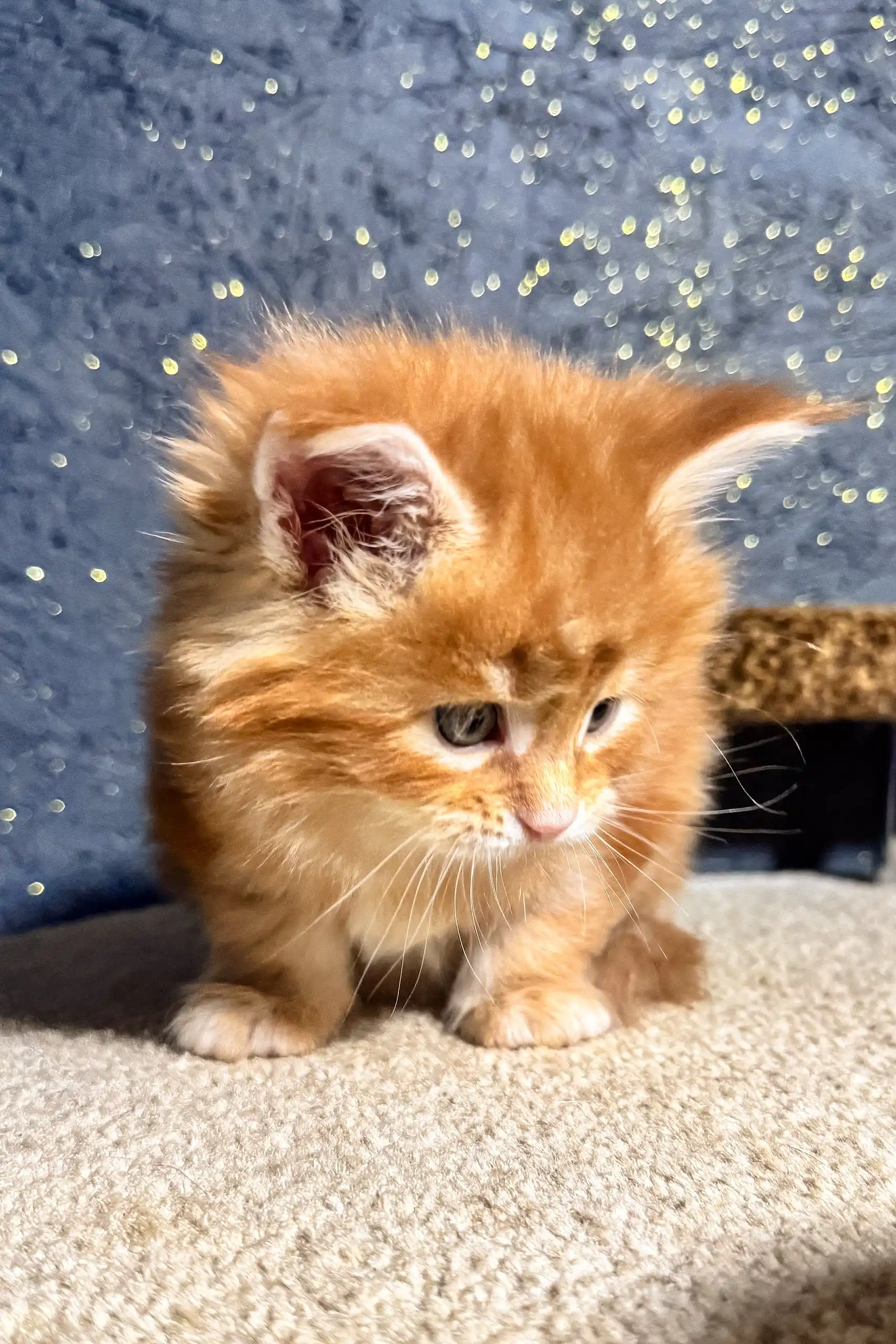 Sofia | Maine Coon Kitten - Image 5