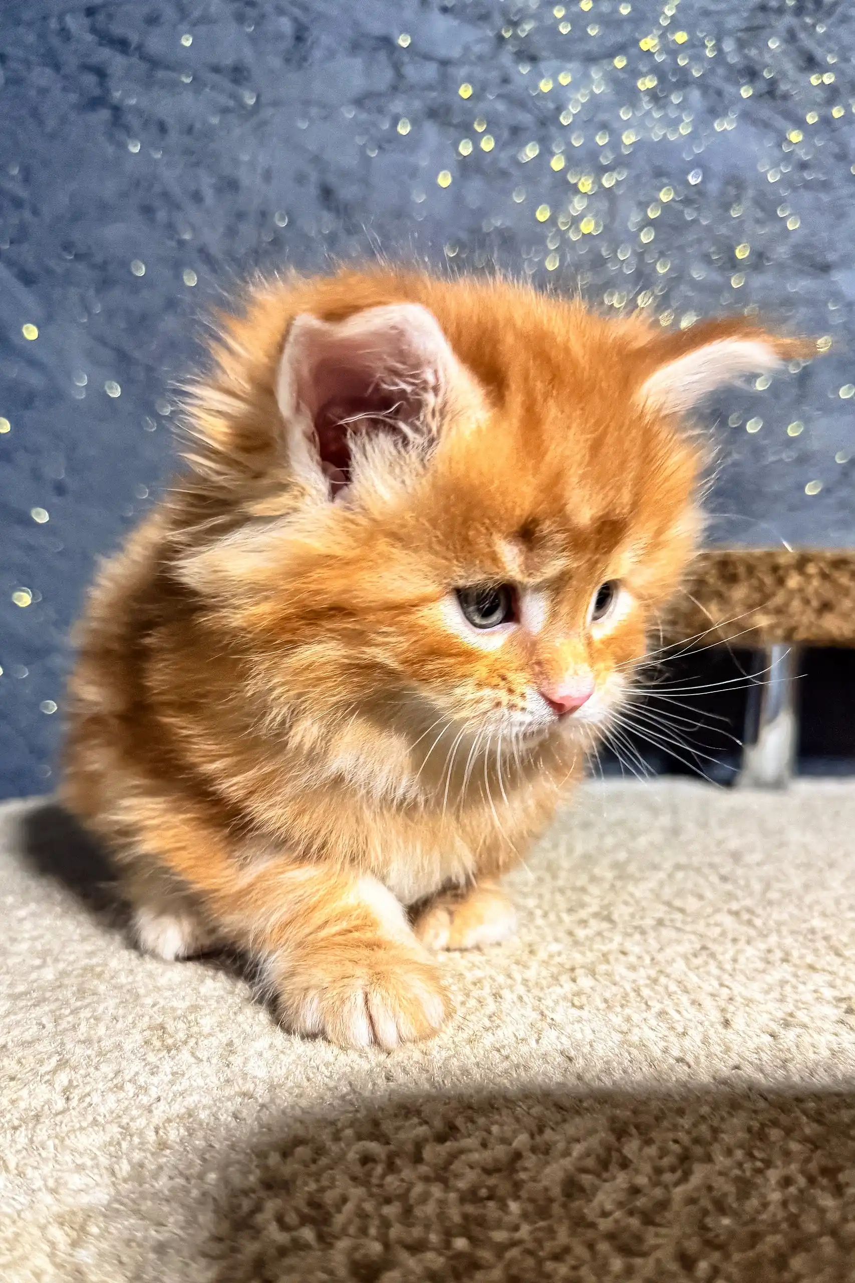 Sofia | Maine Coon Kitten - Image 8