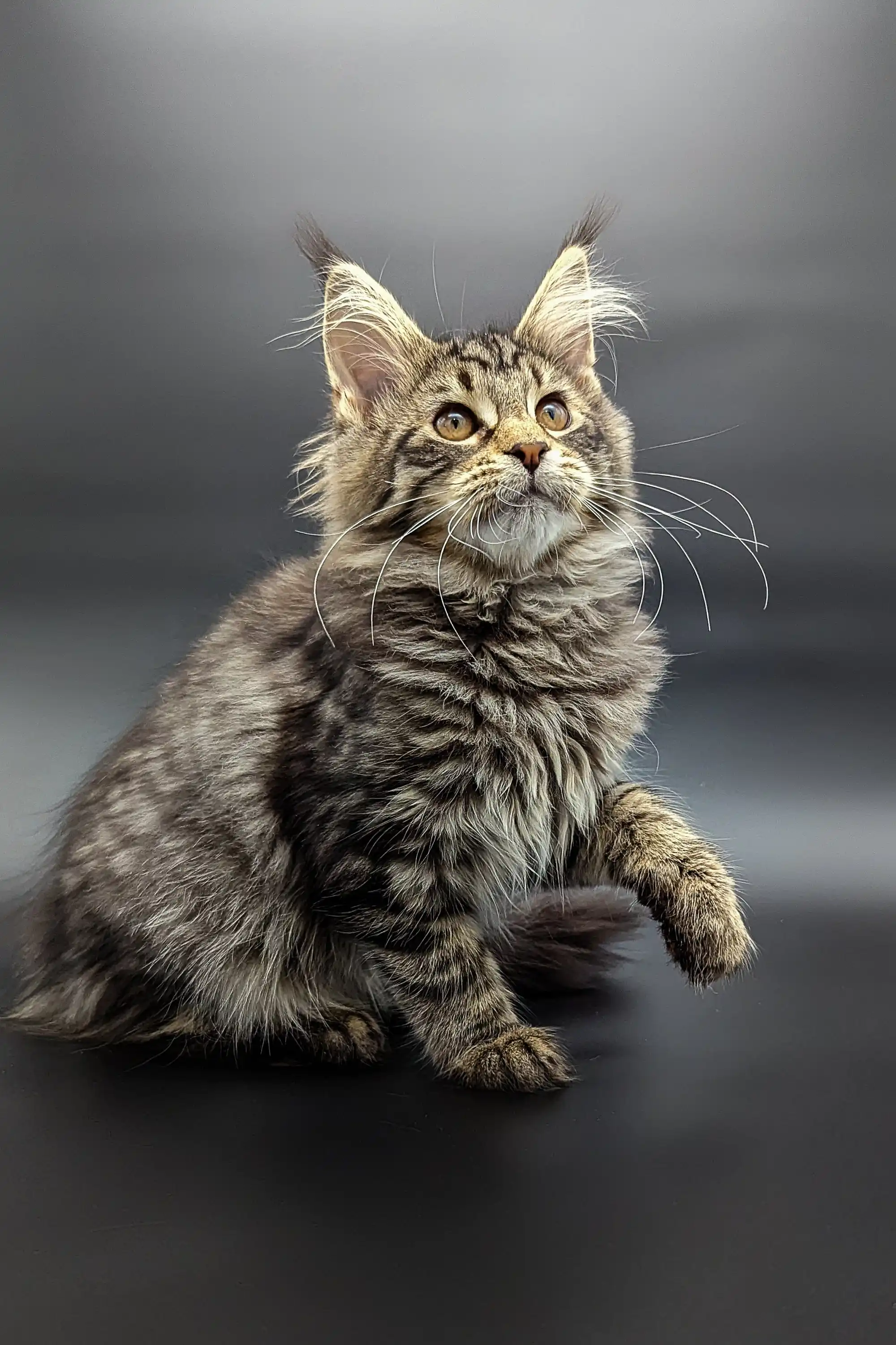 Sofia | Maine Coon Kitten - Image 8