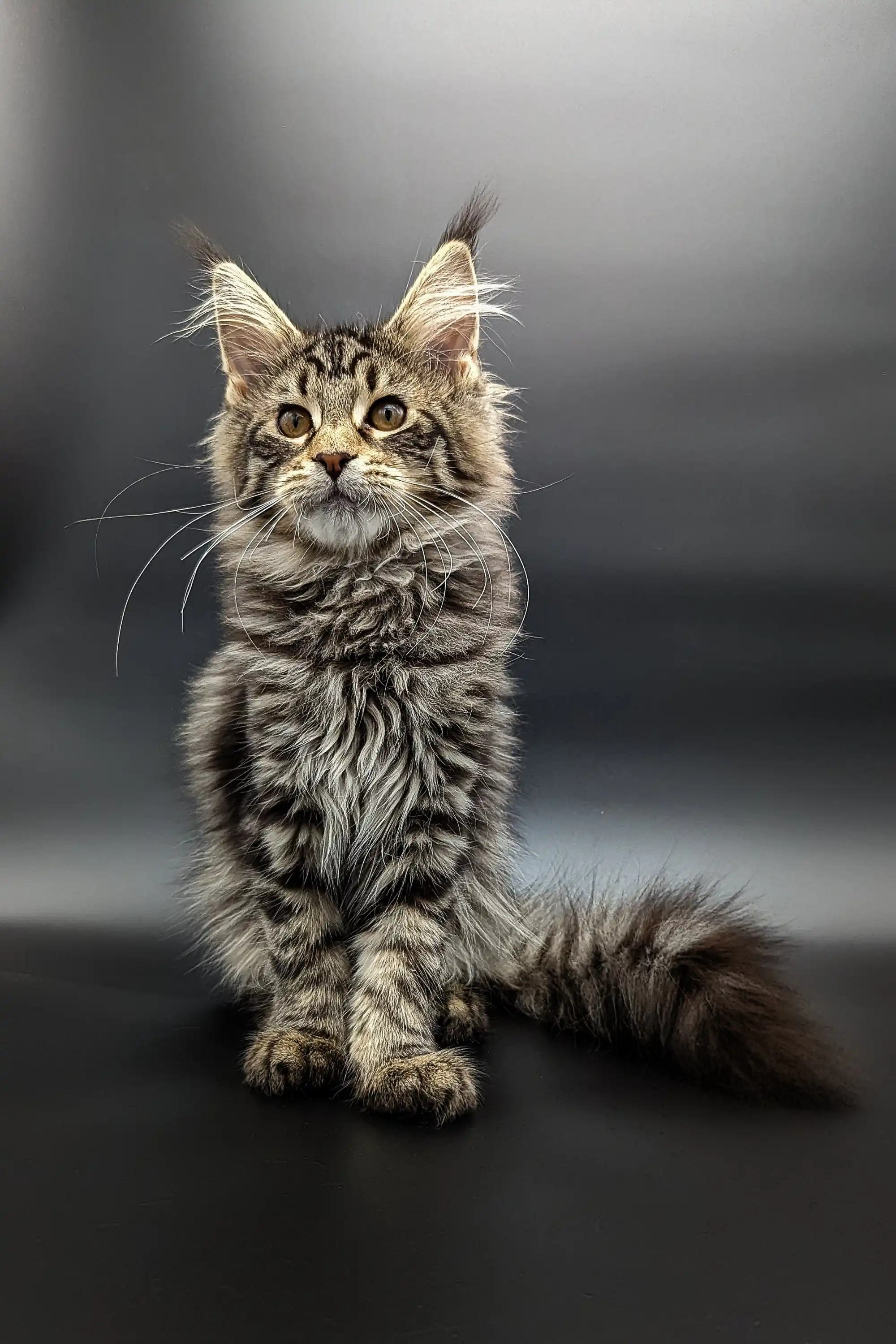 Sofia | Maine Coon Kitten - Image 9