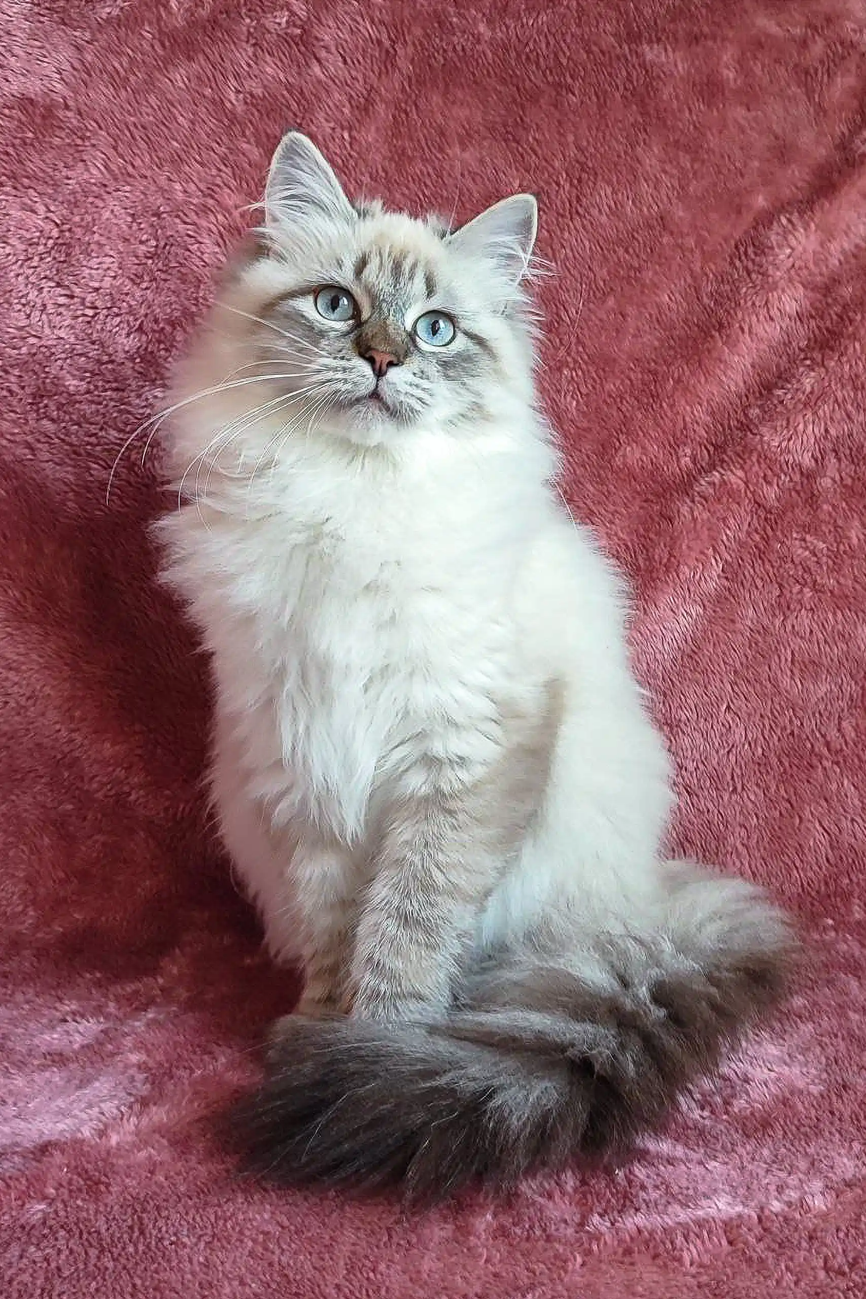 Solomia | Siberian Kitten - Image 7