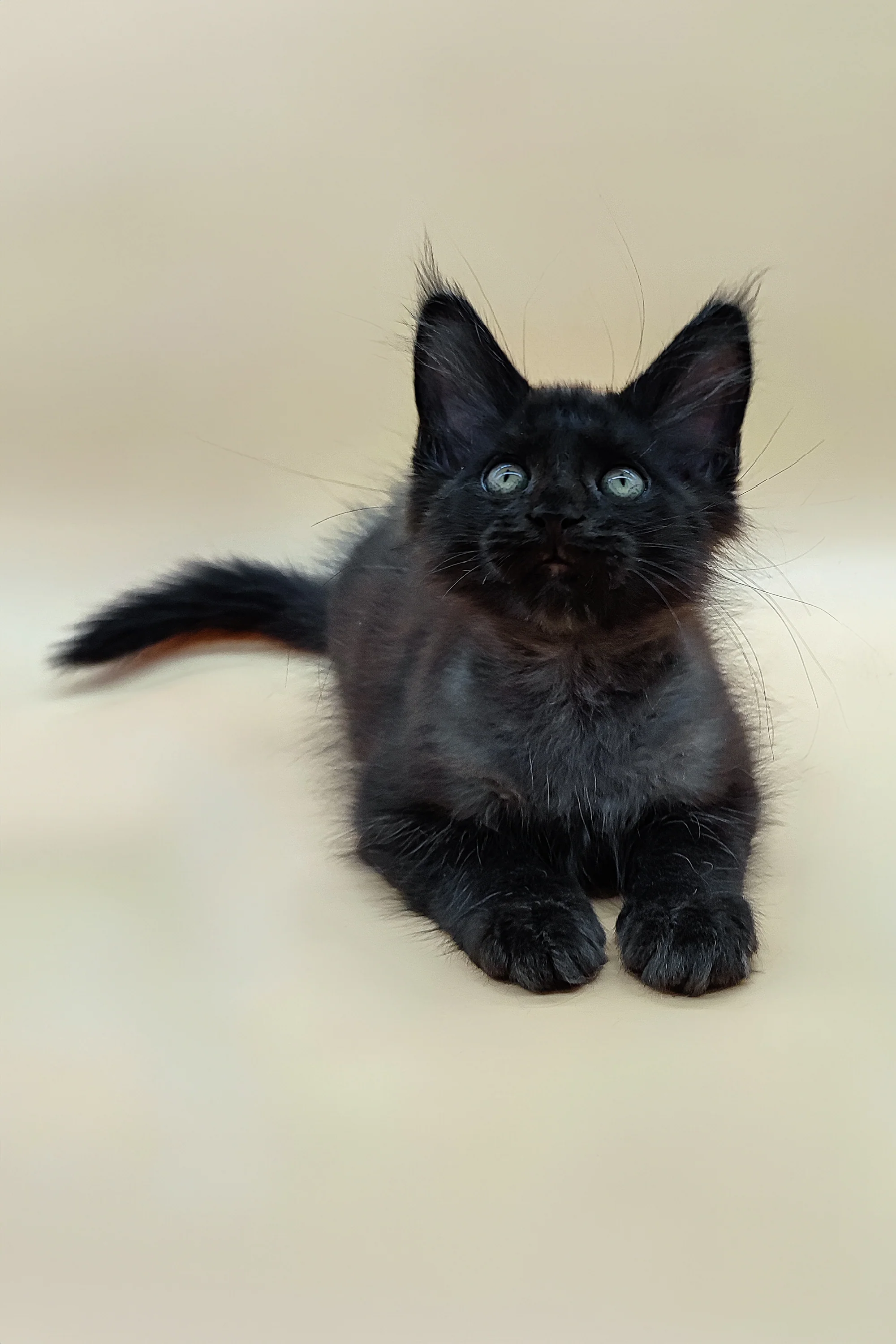 Solomon | Maine Coon Kitten - Image 8