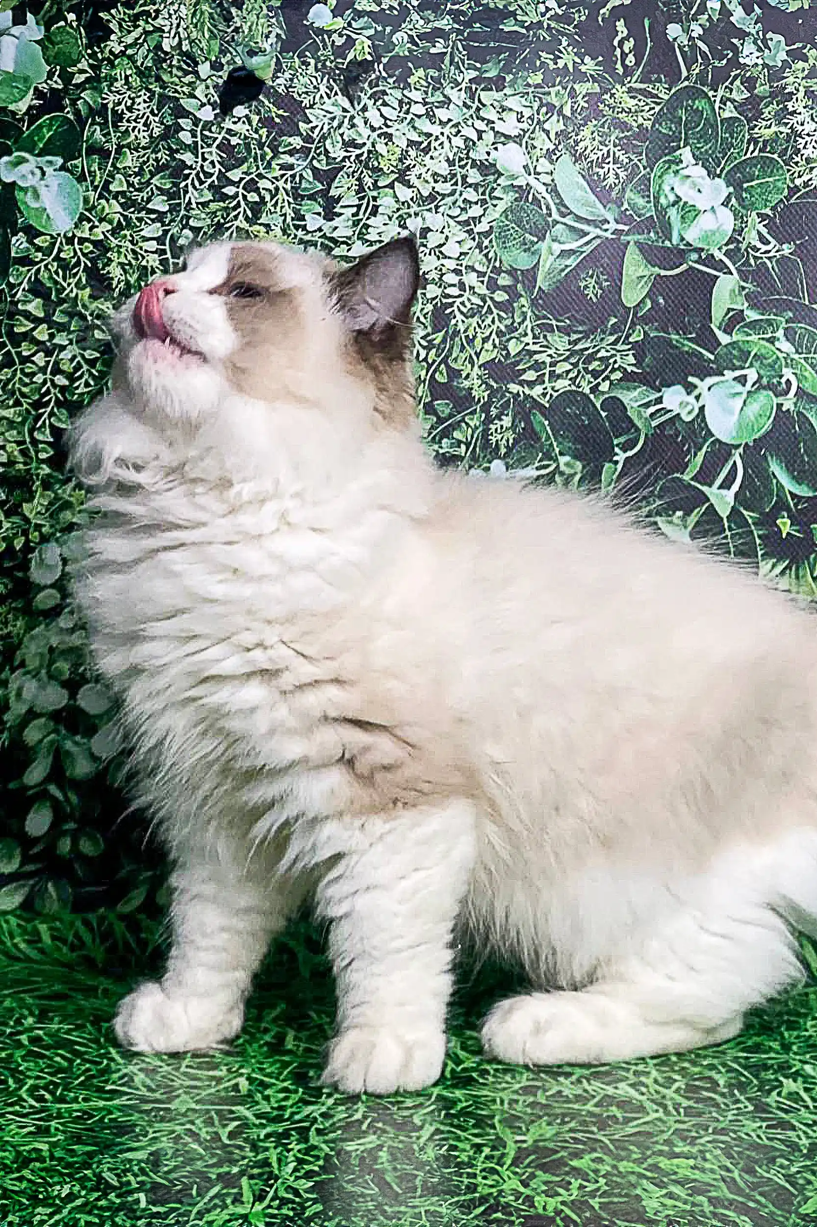 Sonat | Ragdoll Kitten - Image 3
