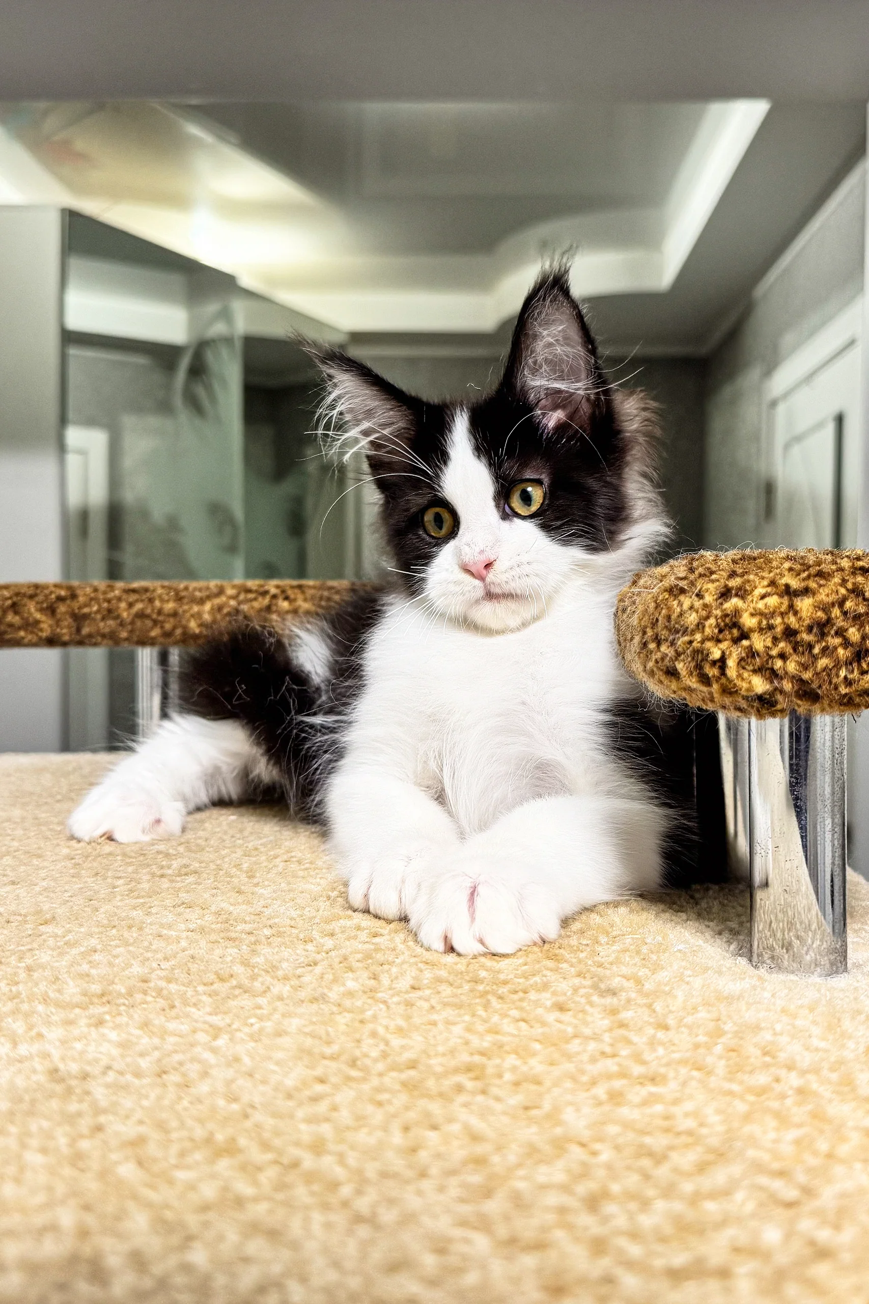 Sonik | Maine Coon Kitten - Image 5