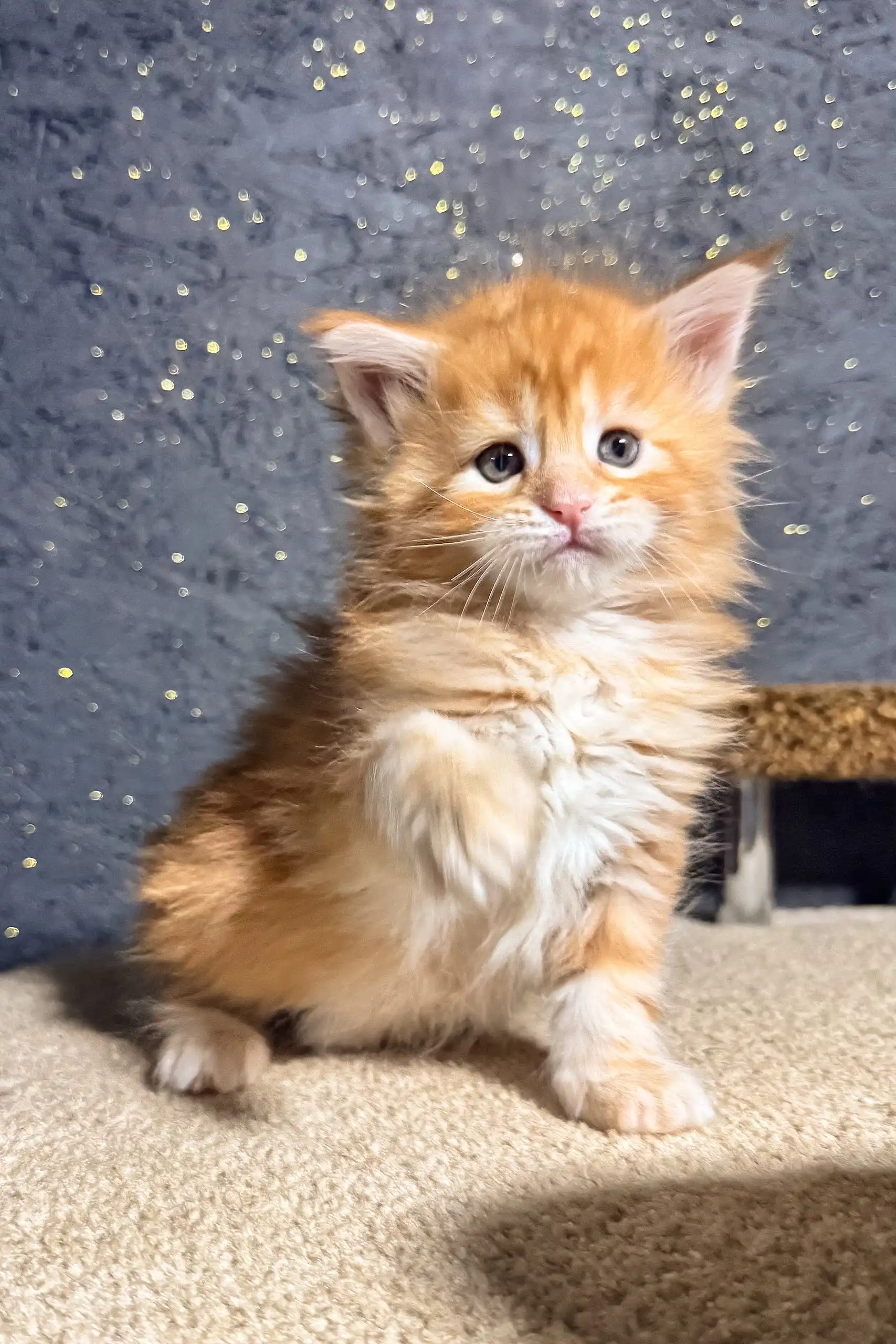 Sonya | Maine Coon Kitten - Image 6