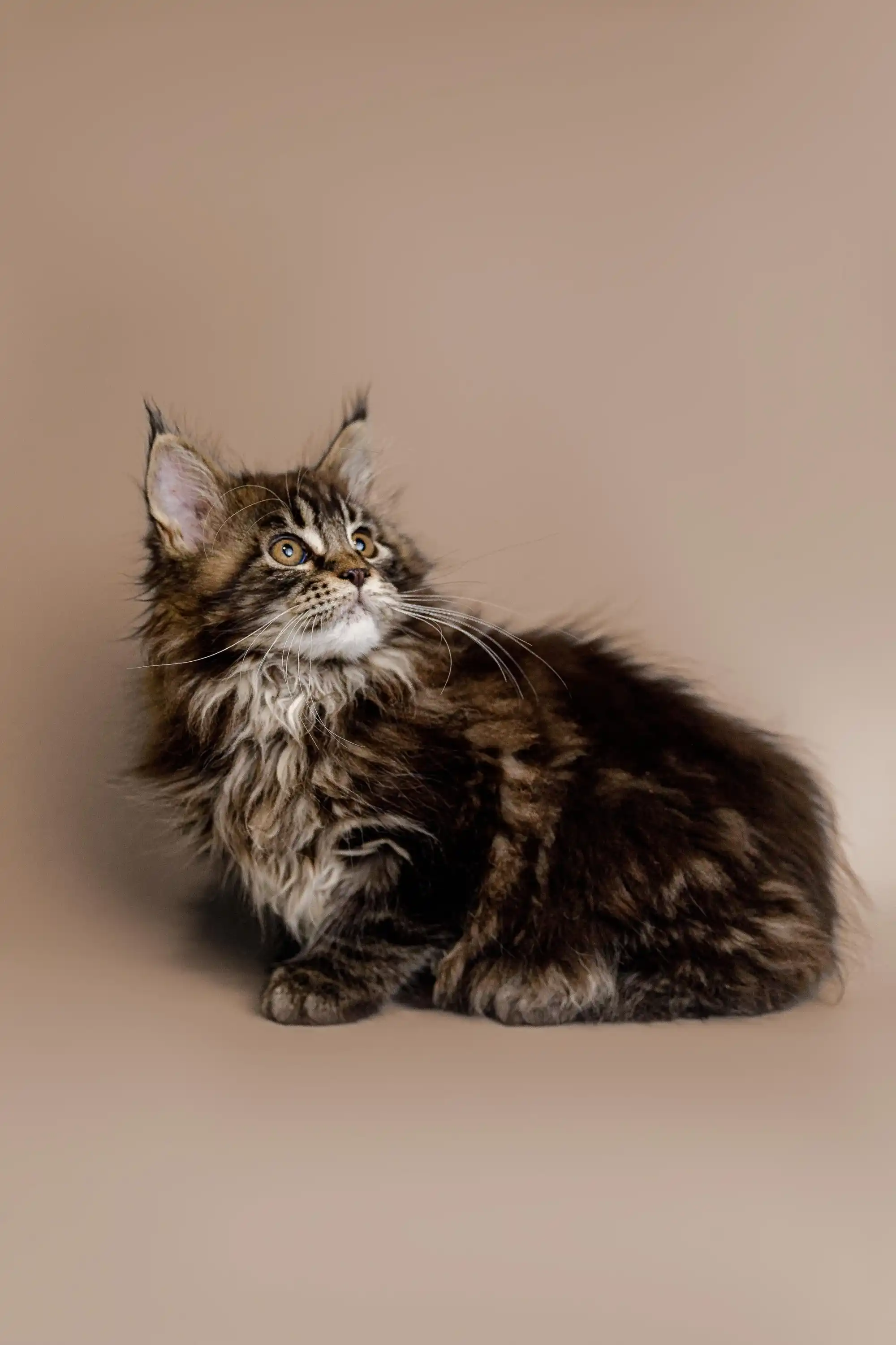 Soybean | Maine Coon Kitten - Image 9