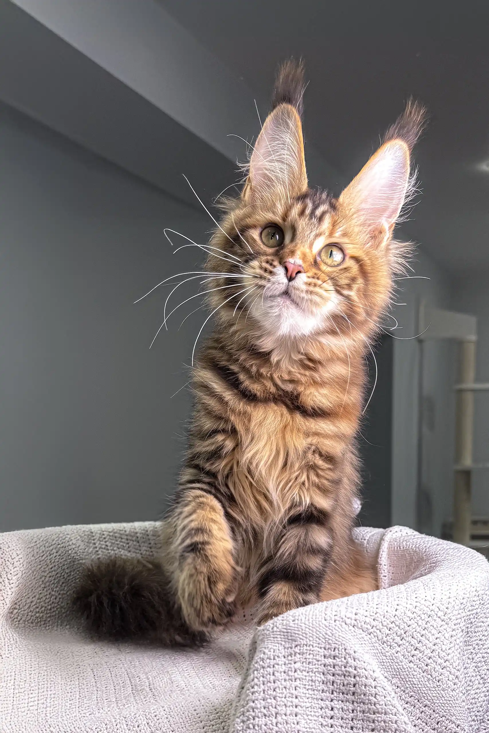 Spicegirl | Maine Coon Kitten - Image 3