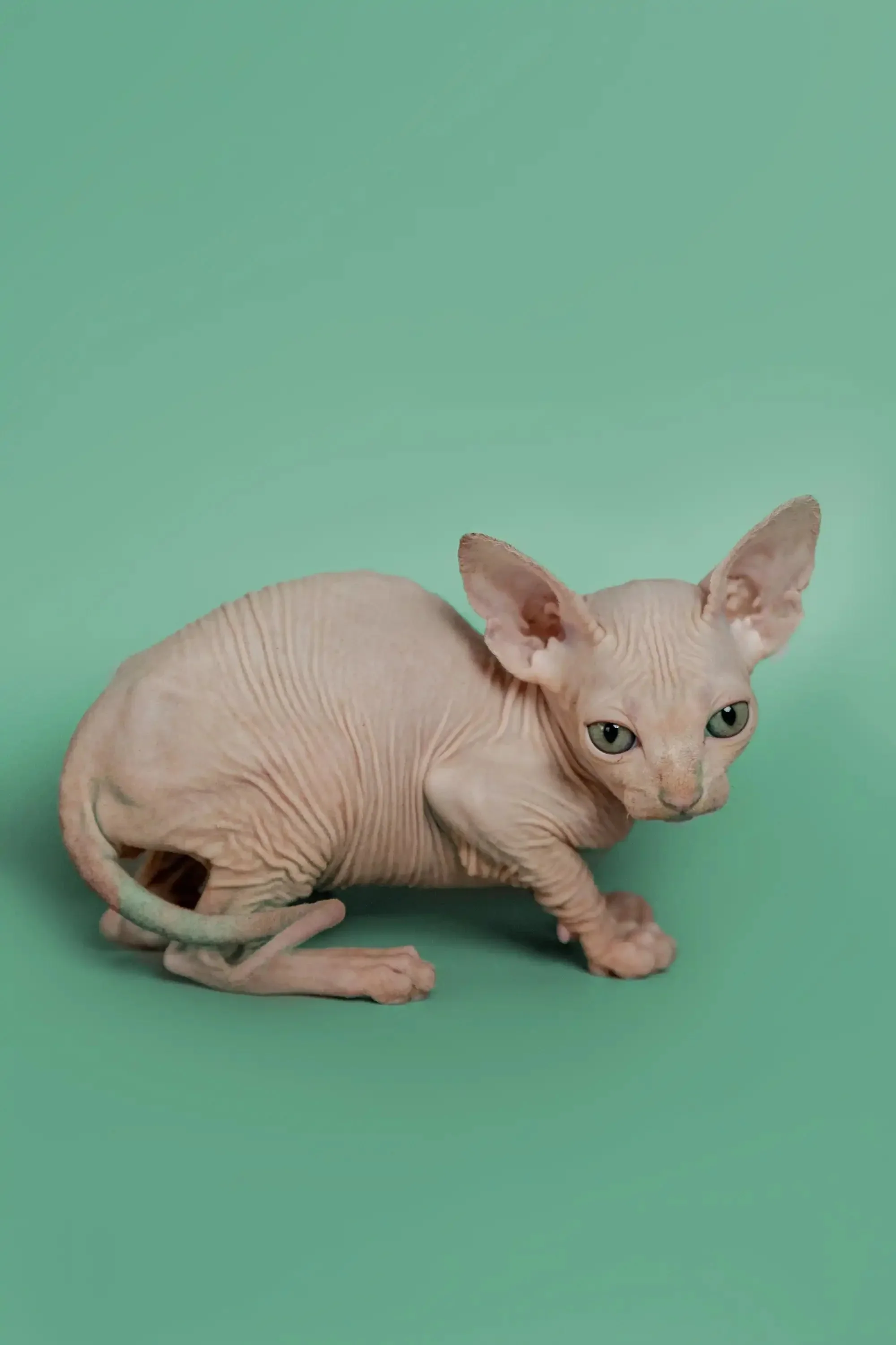 Star | Sphynx Kitten - Image 10